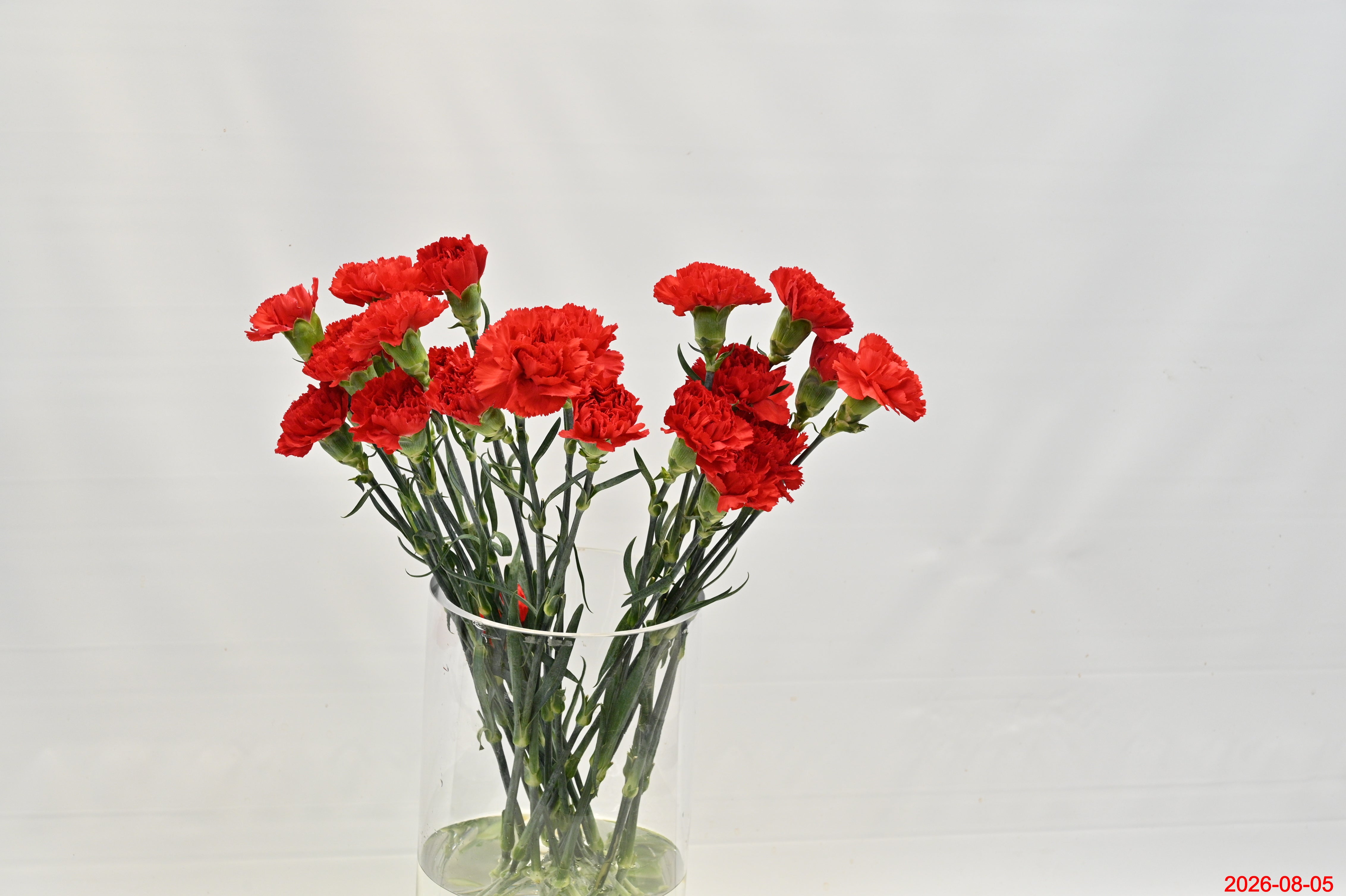 CARNATION DON PEDRO Small