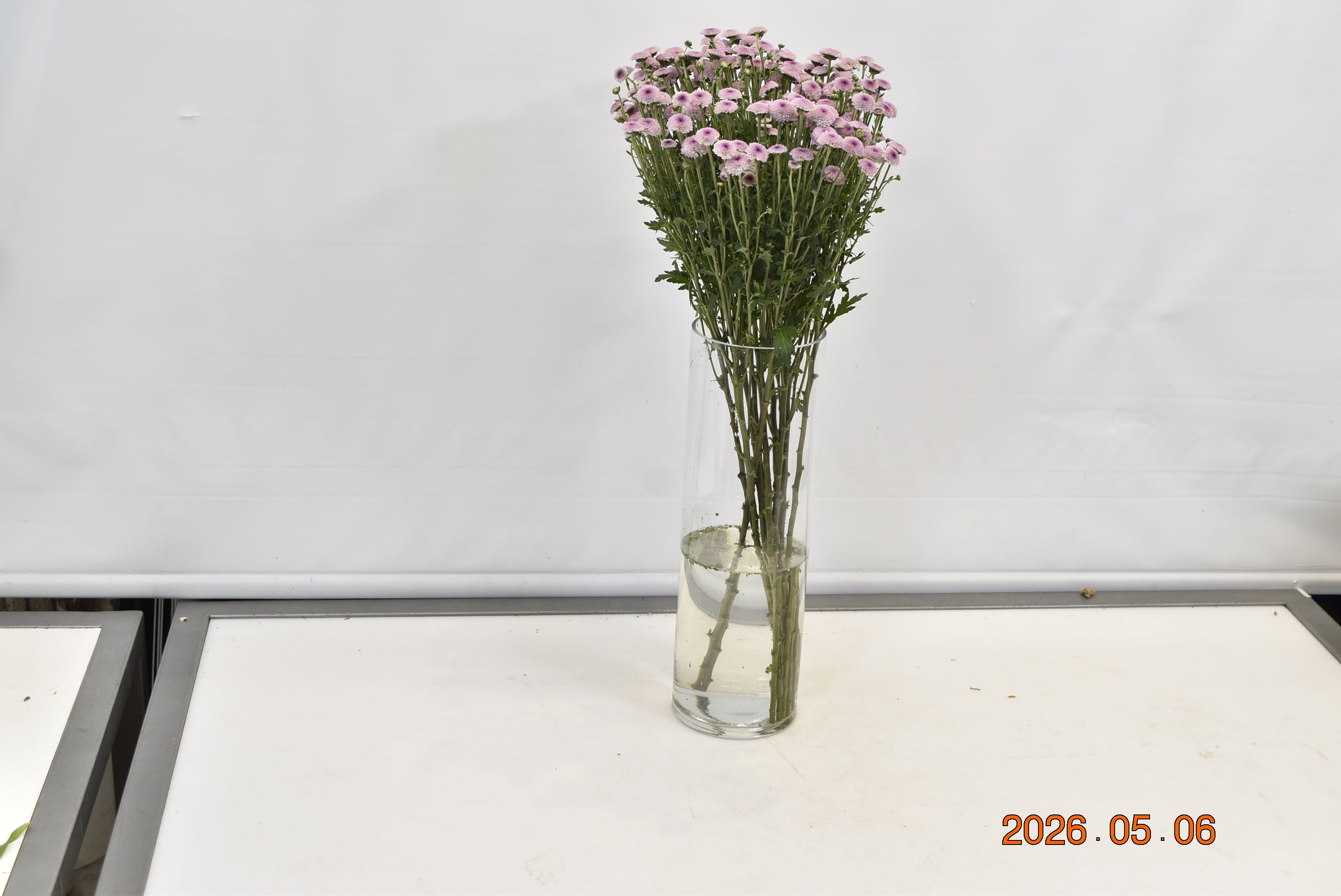 Chrysanthemum Santini Pink Small