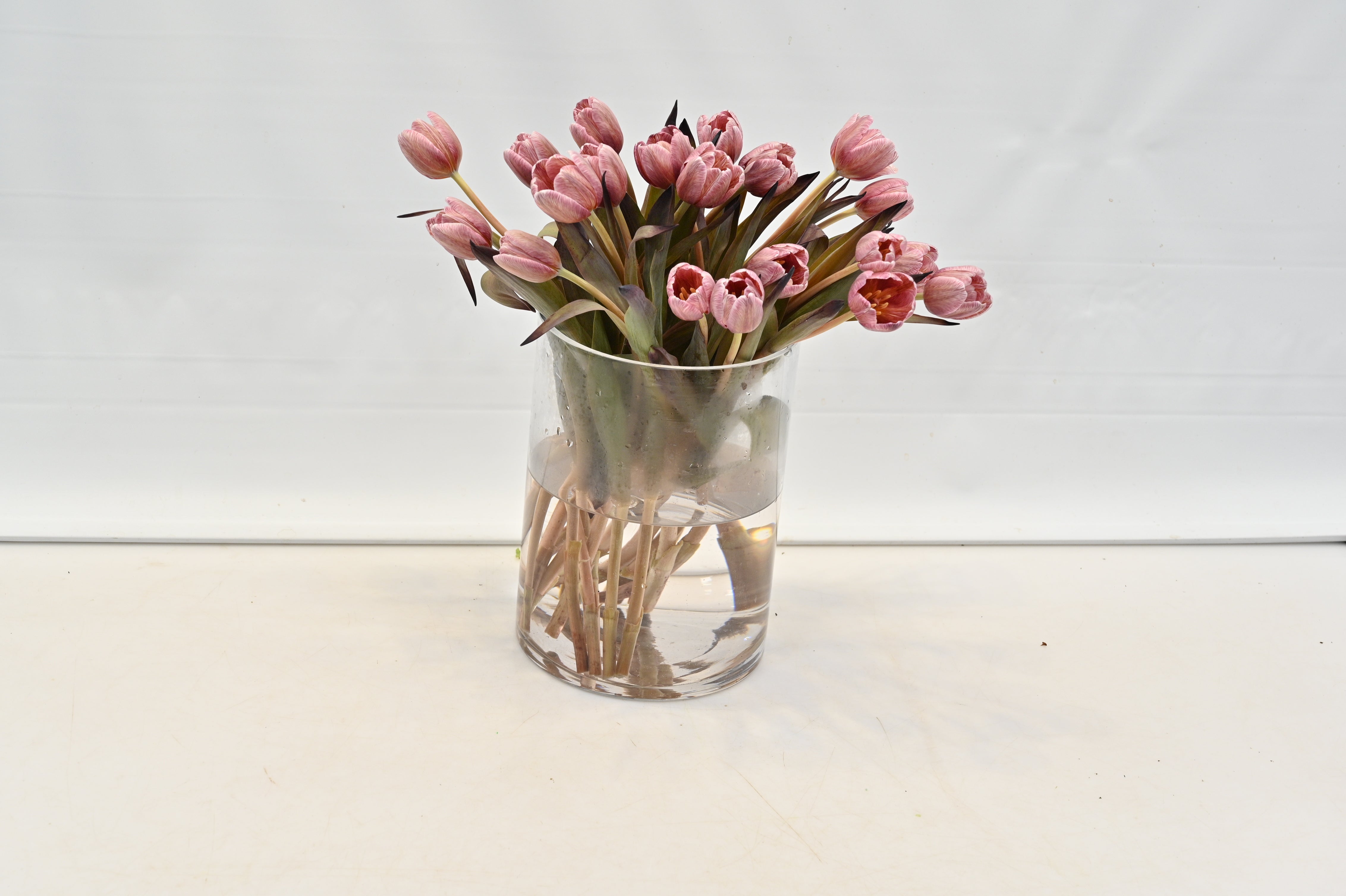 Tulip Novelty Small