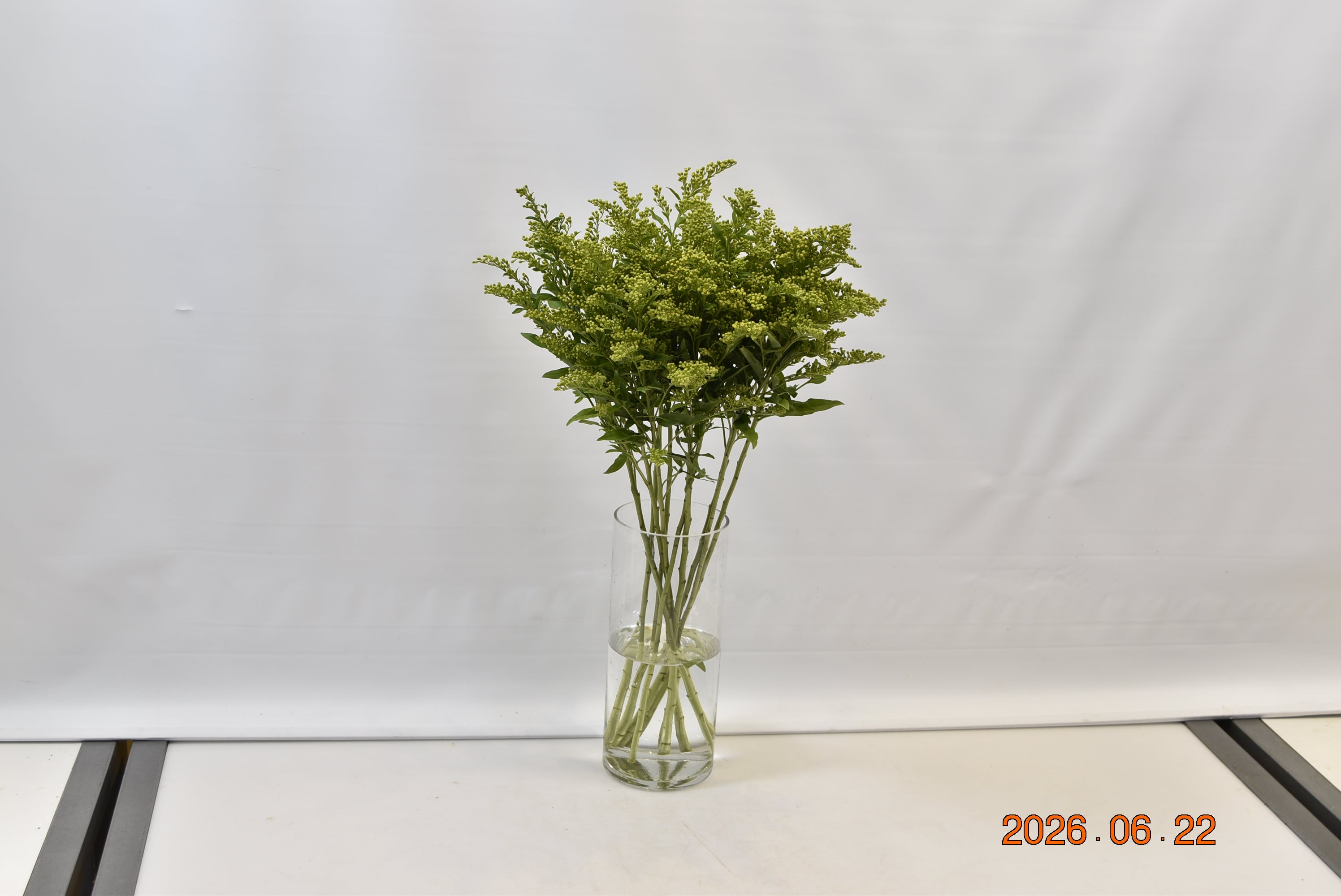 SOLIDAGO Small