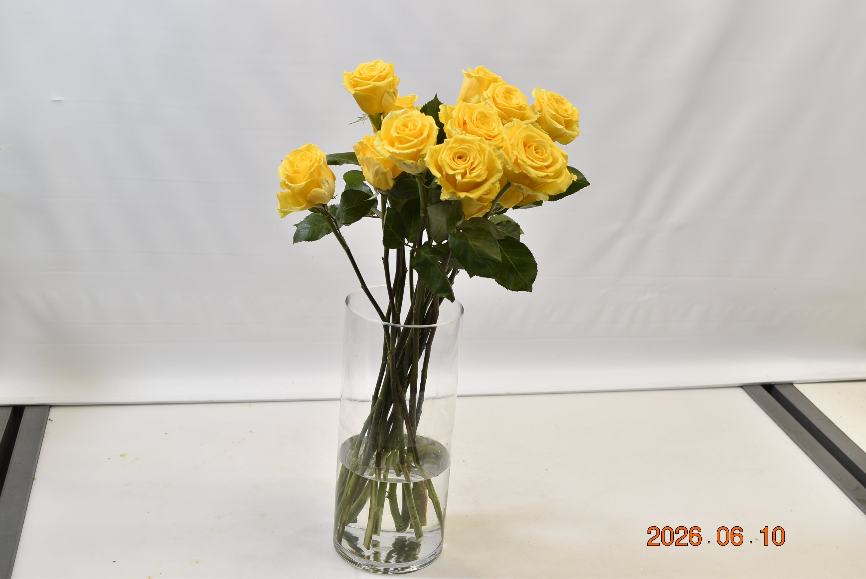 Rose Super Sun Small