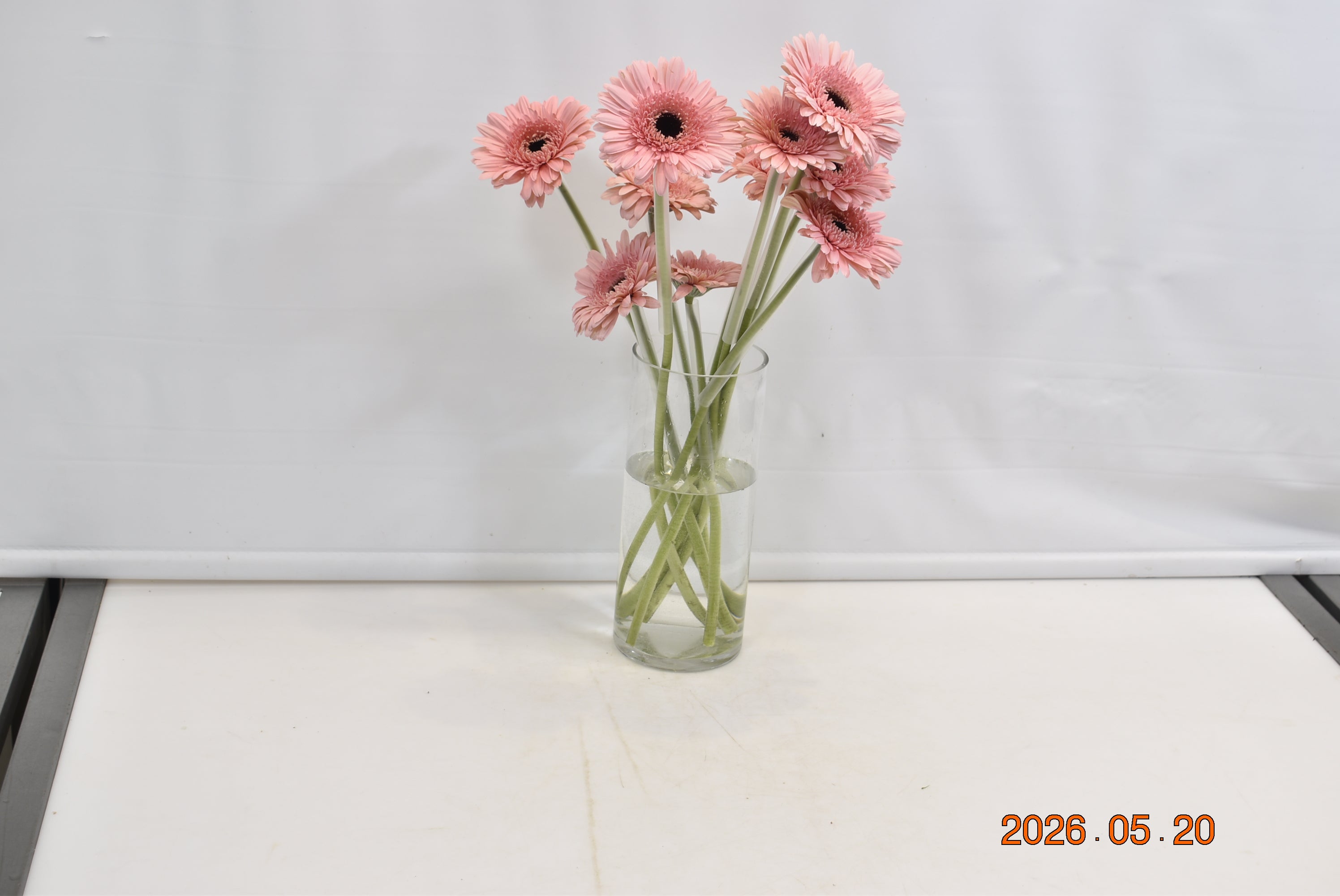 Gerbera Cameron Small