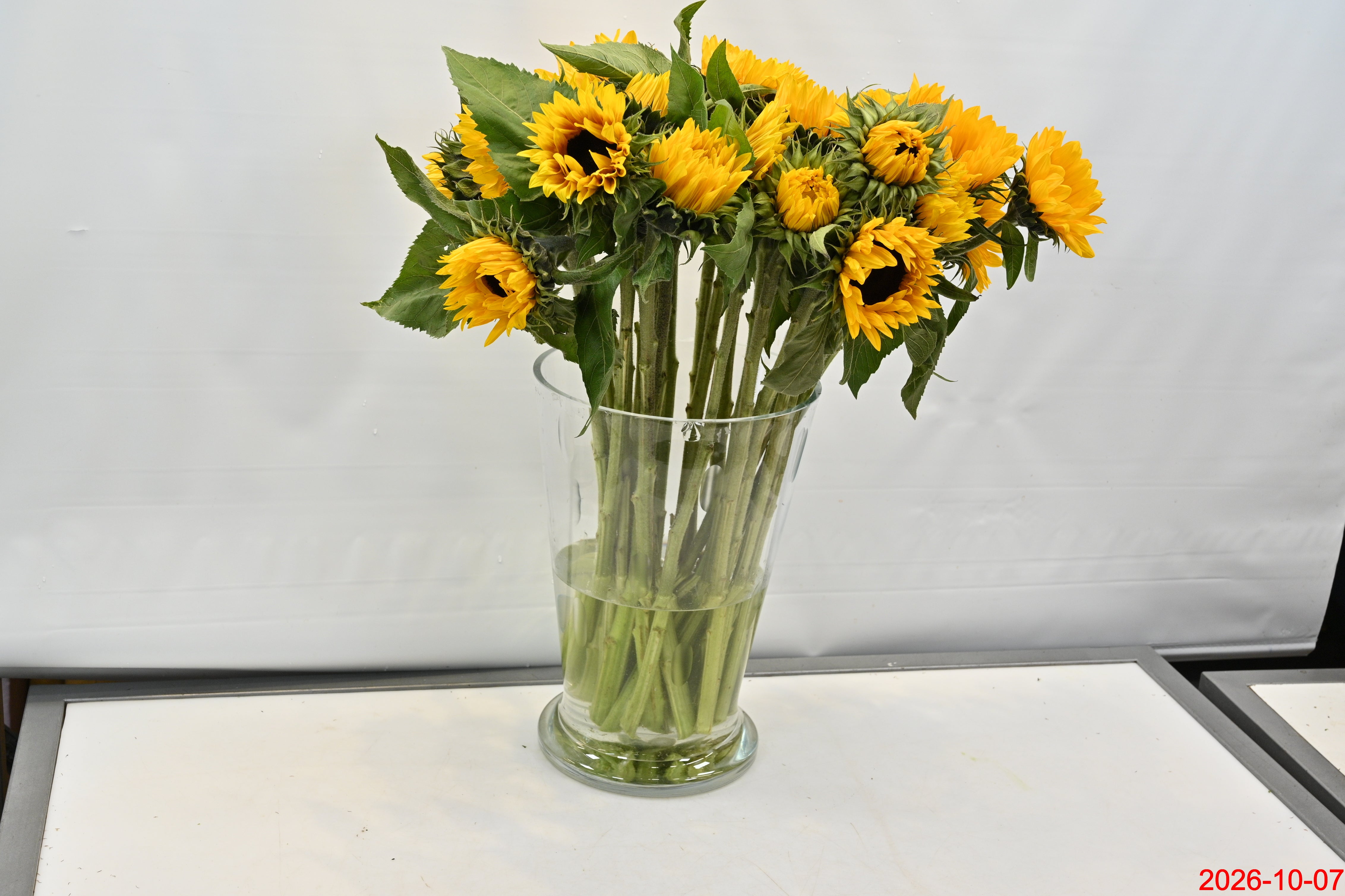 SUNFLOWER ASSORTED Small