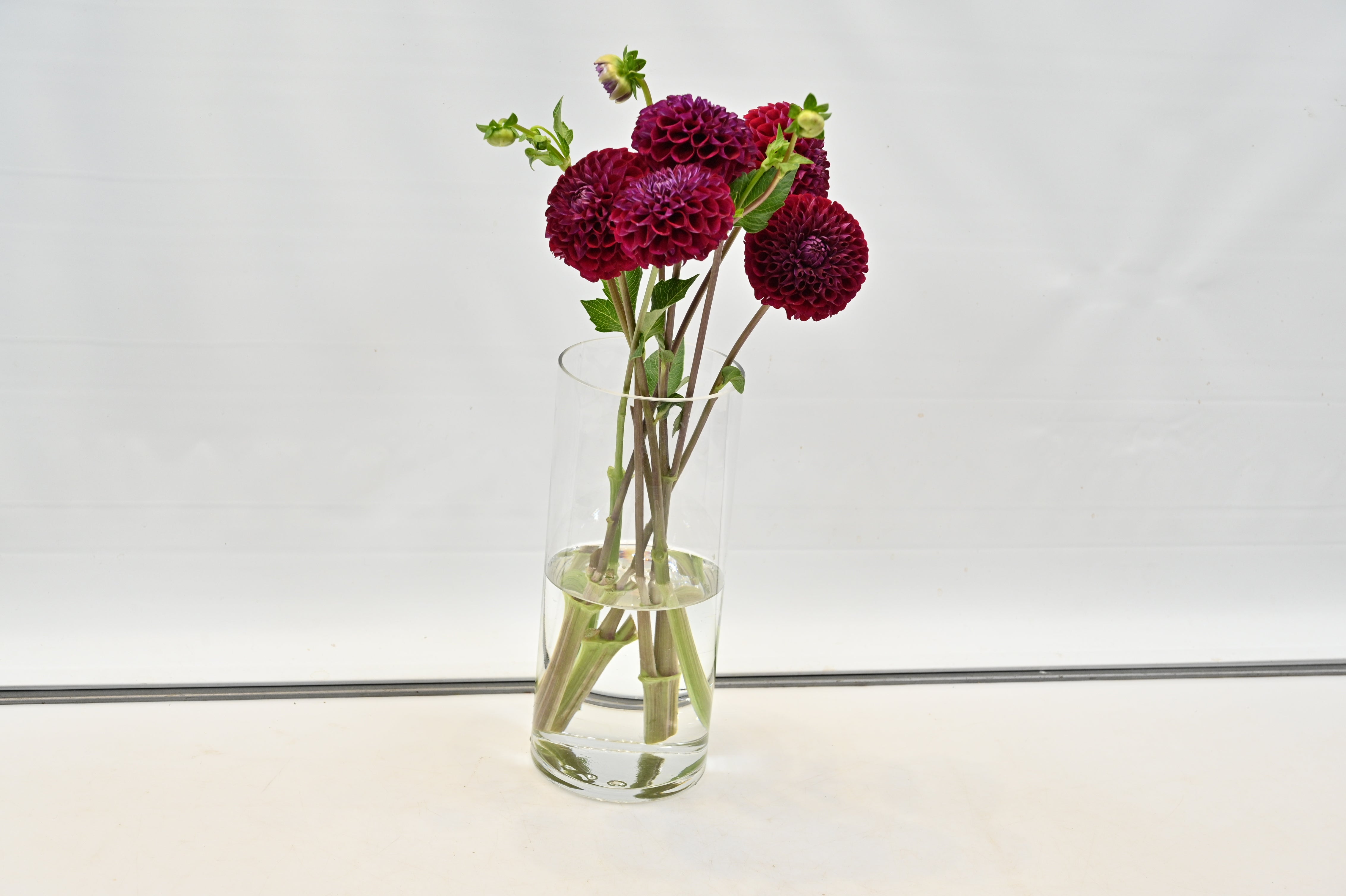 DAHLIA BURGUNDY Small