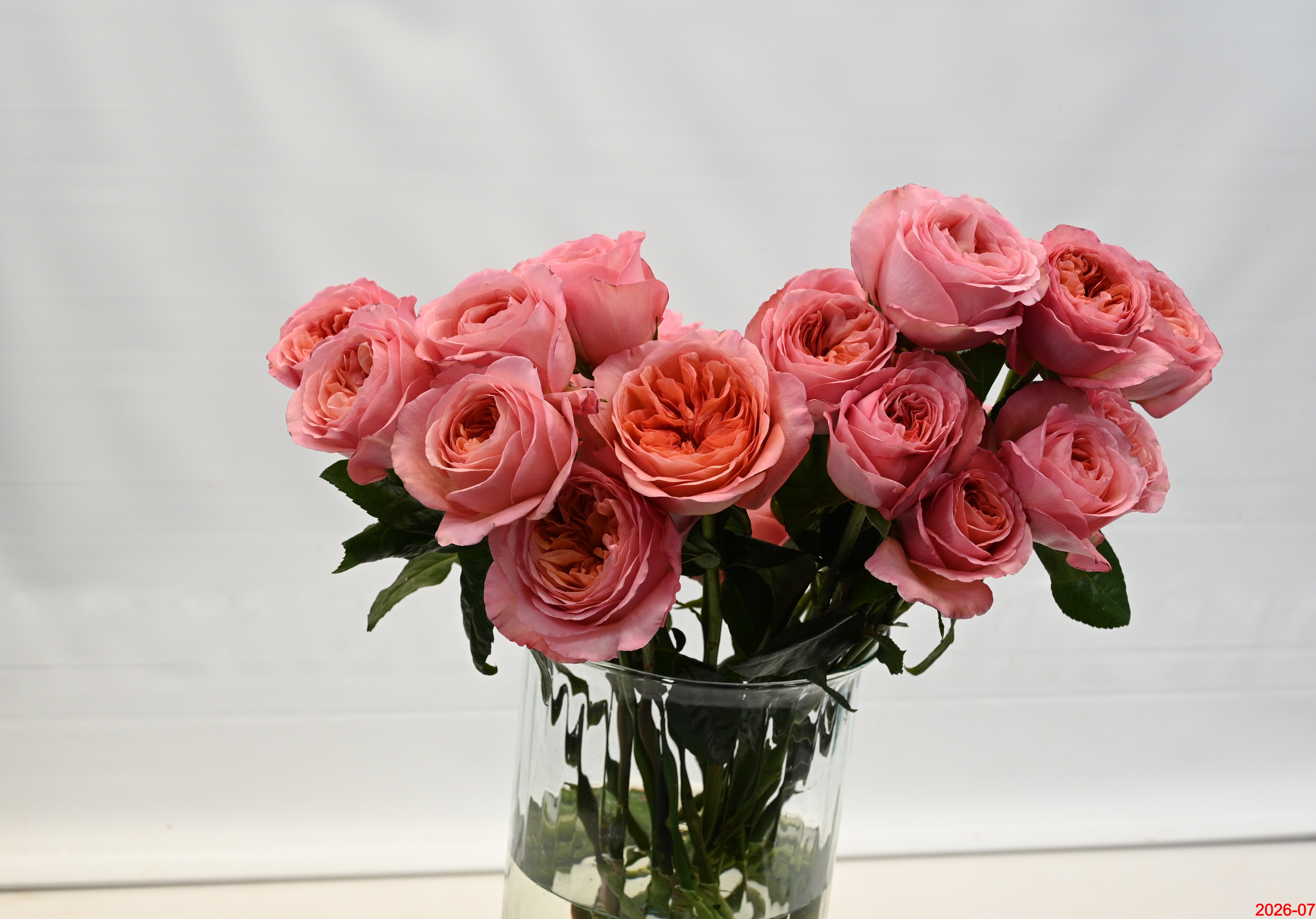 Rose Garden Pink Expression Small