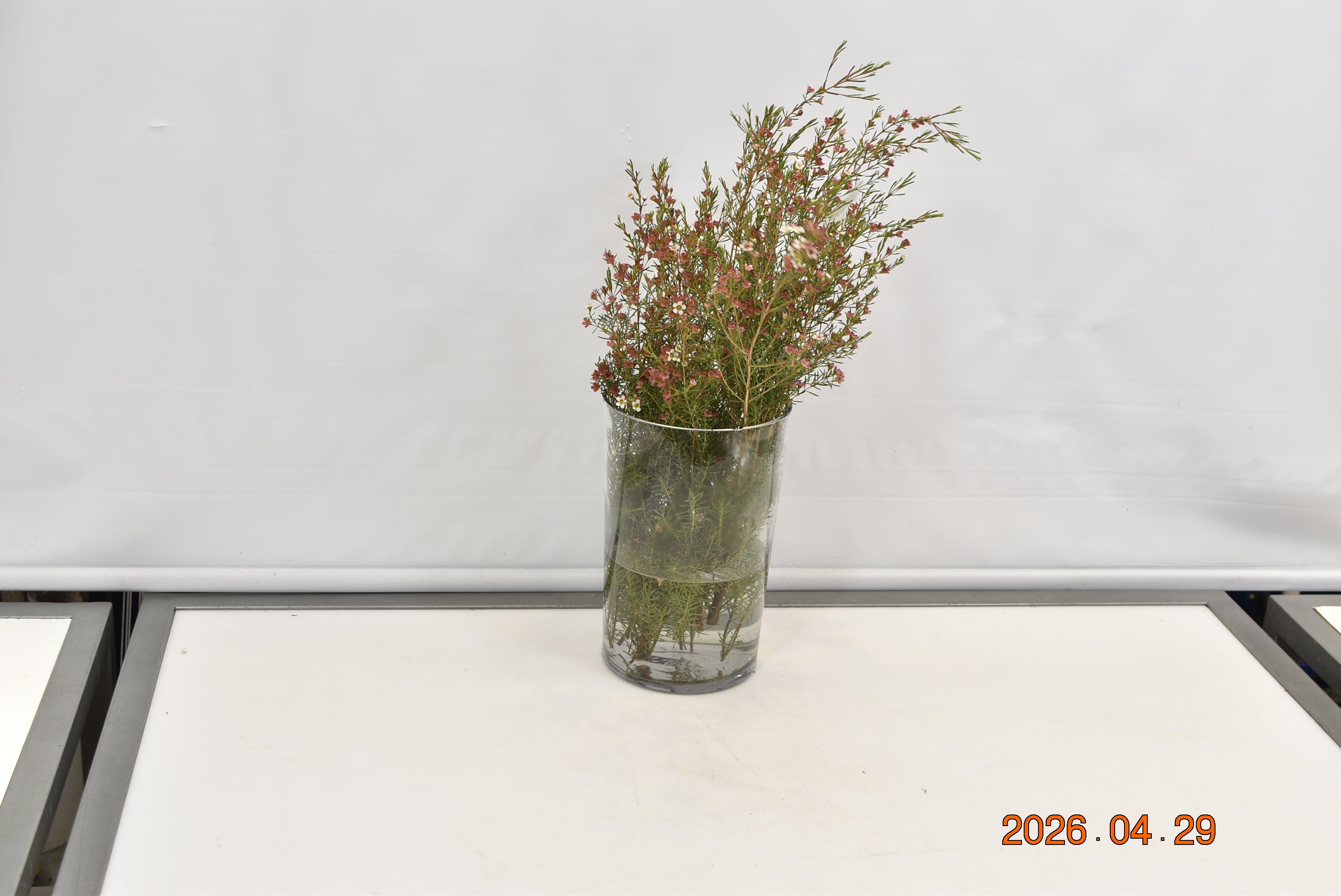 WAXFLOWER PINK 500g Small