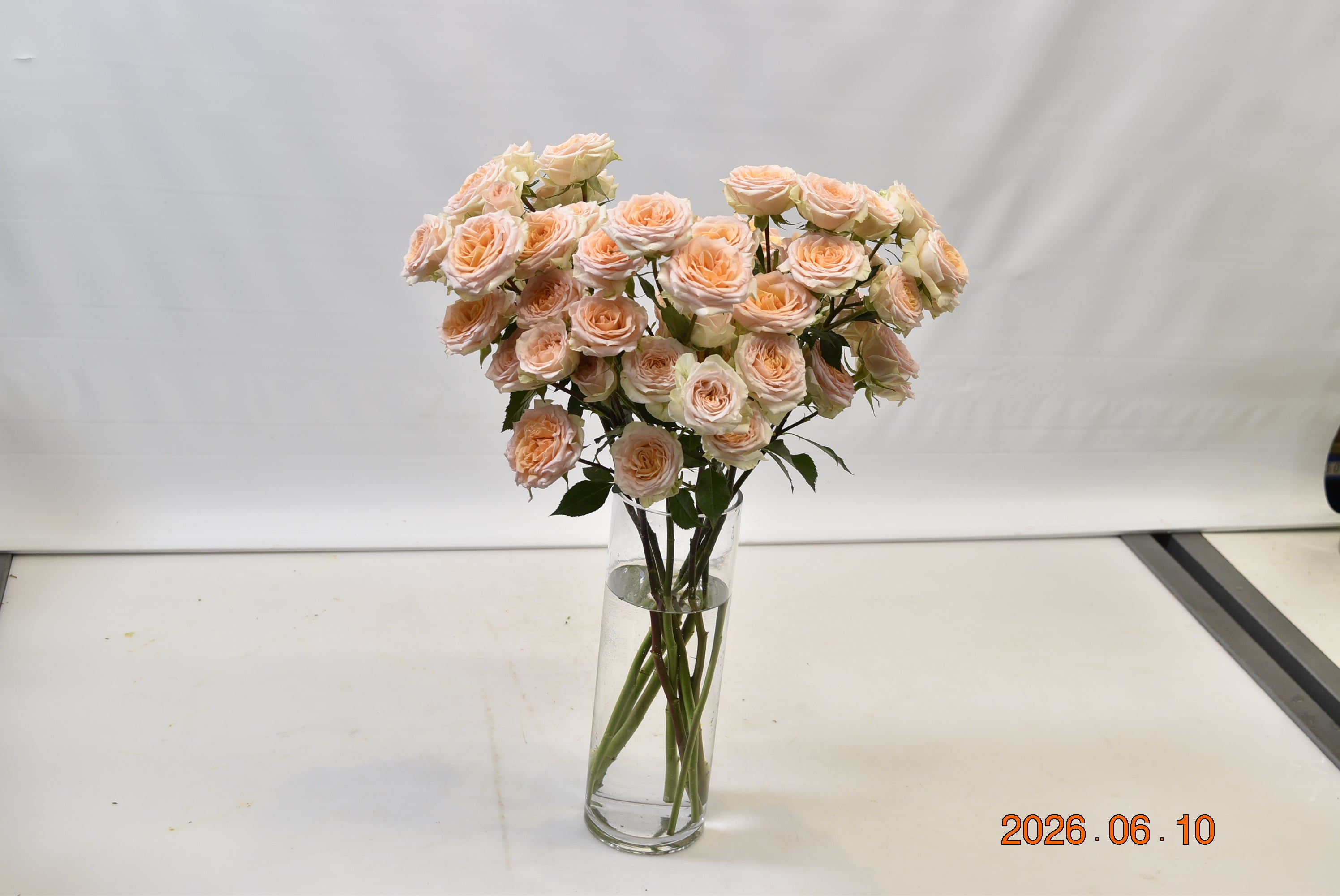 Rosa Spray Rosanella Small