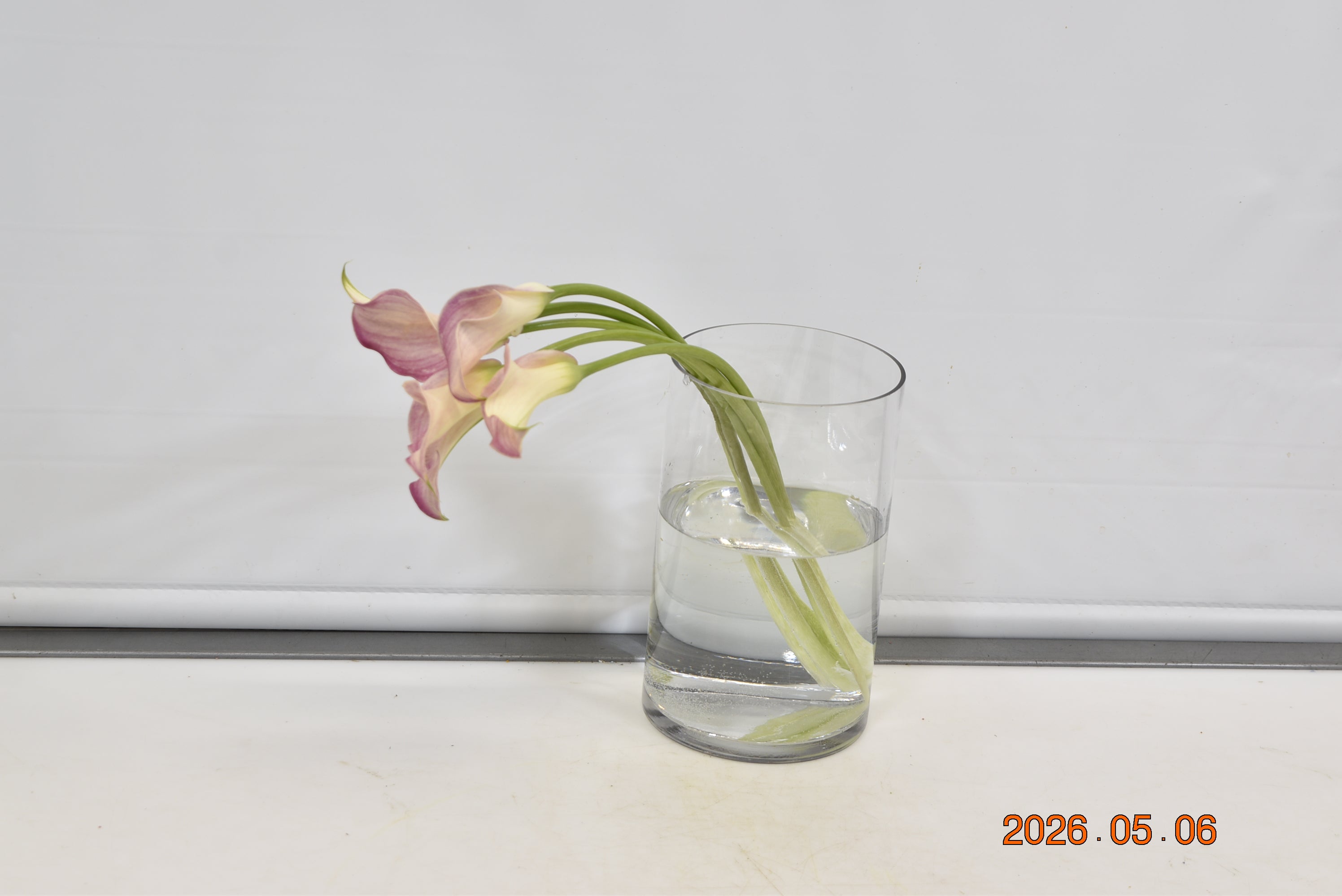 Calla Mini Light Pink Small