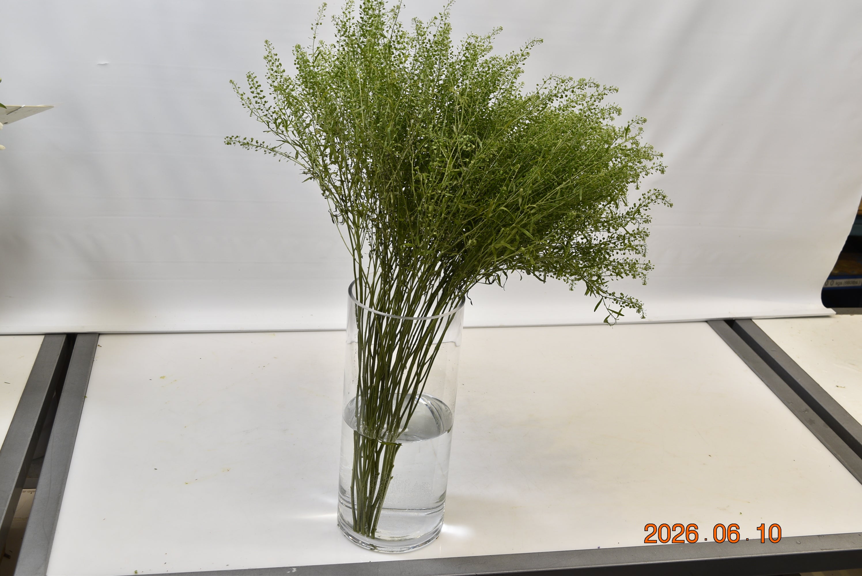 THLASPI Small