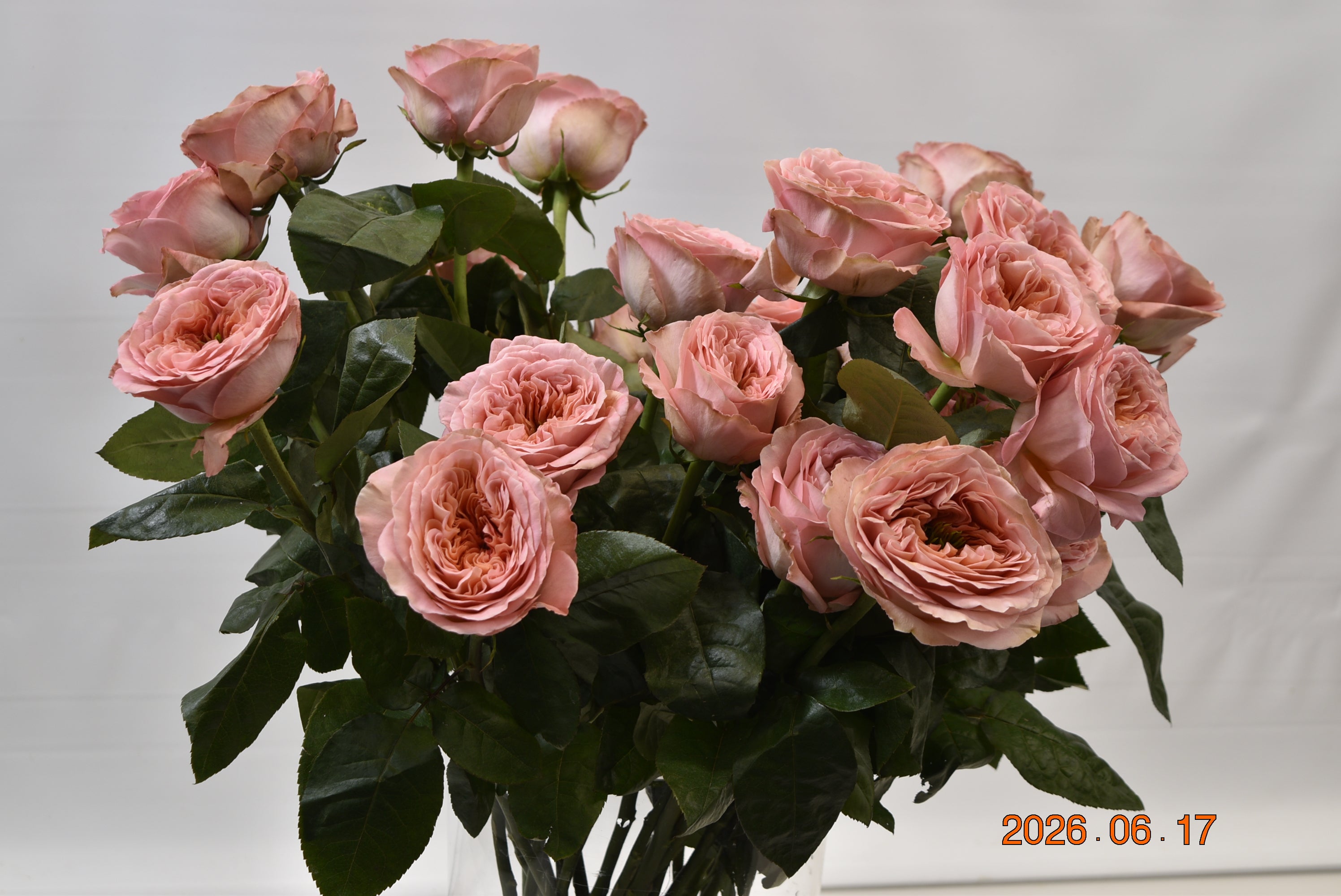 Rose Garden Mandarin X-Pression Small