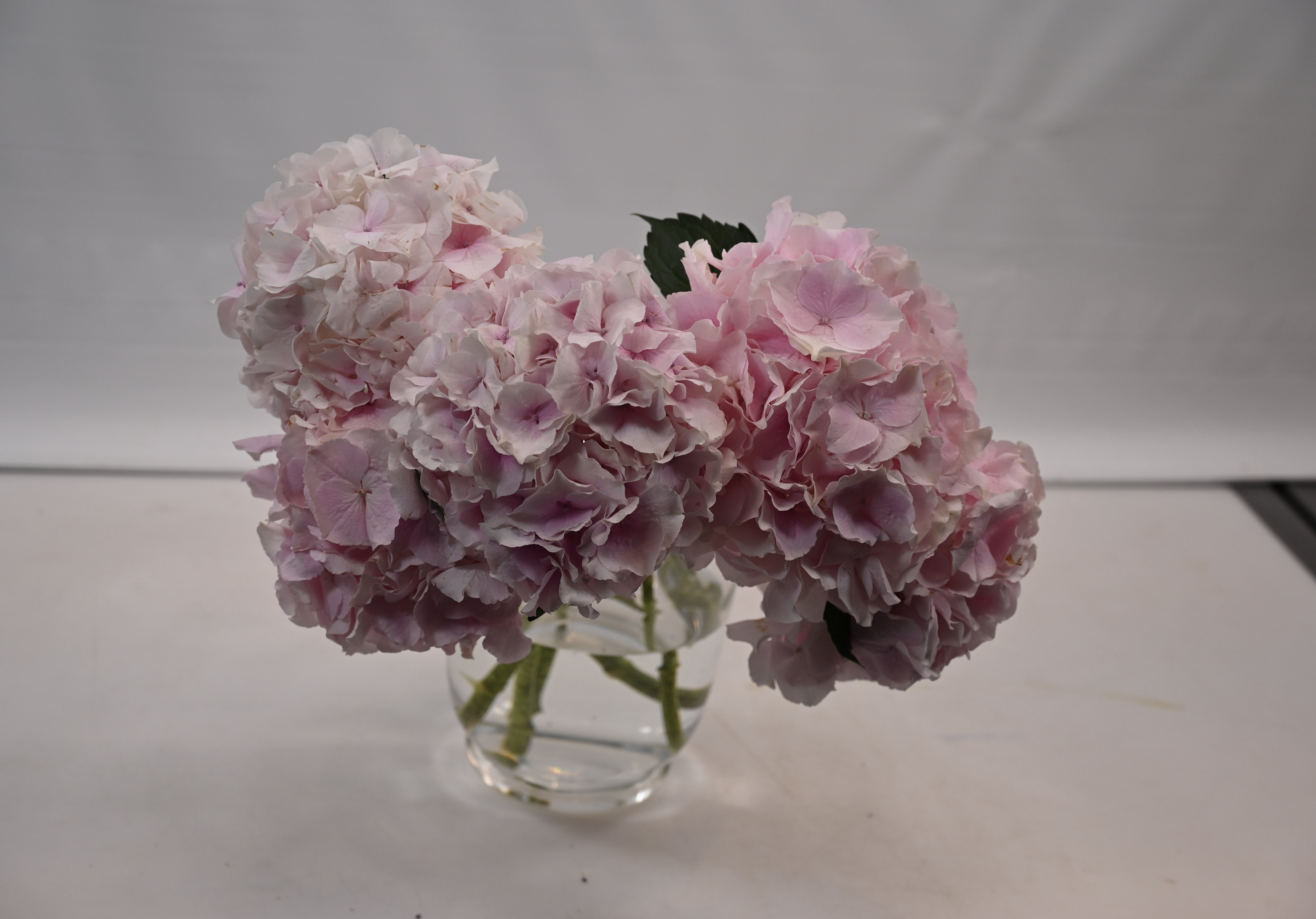 Hydrangea Grandeur Light Pink Small