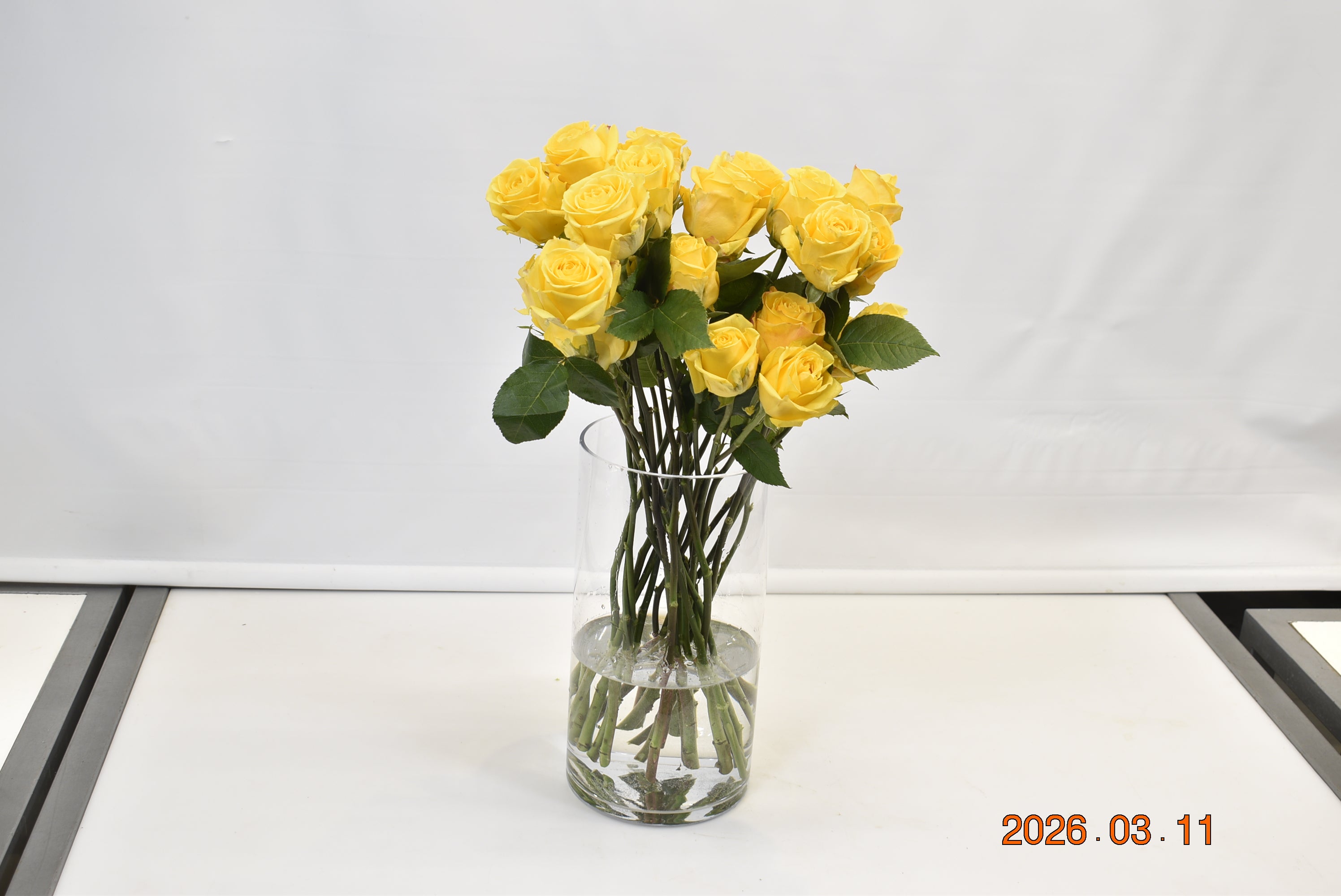 Rose Super Sun Small
