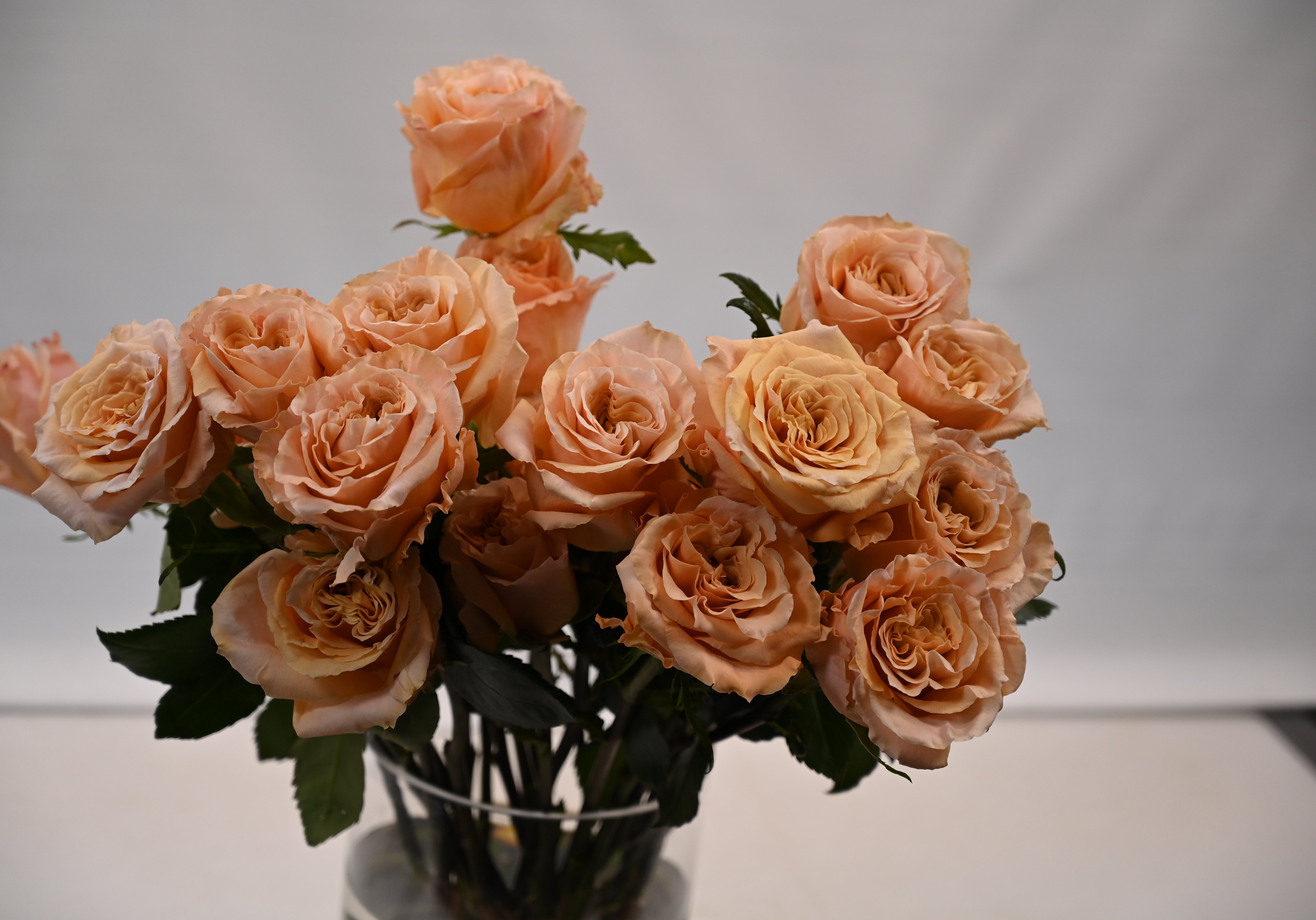 ROSE SHIMMER Small