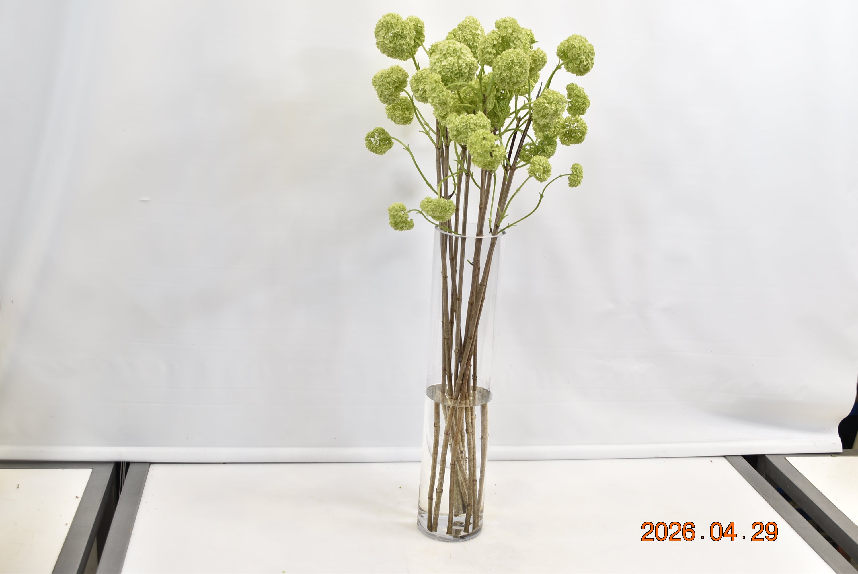 Viburnum Snowball Small