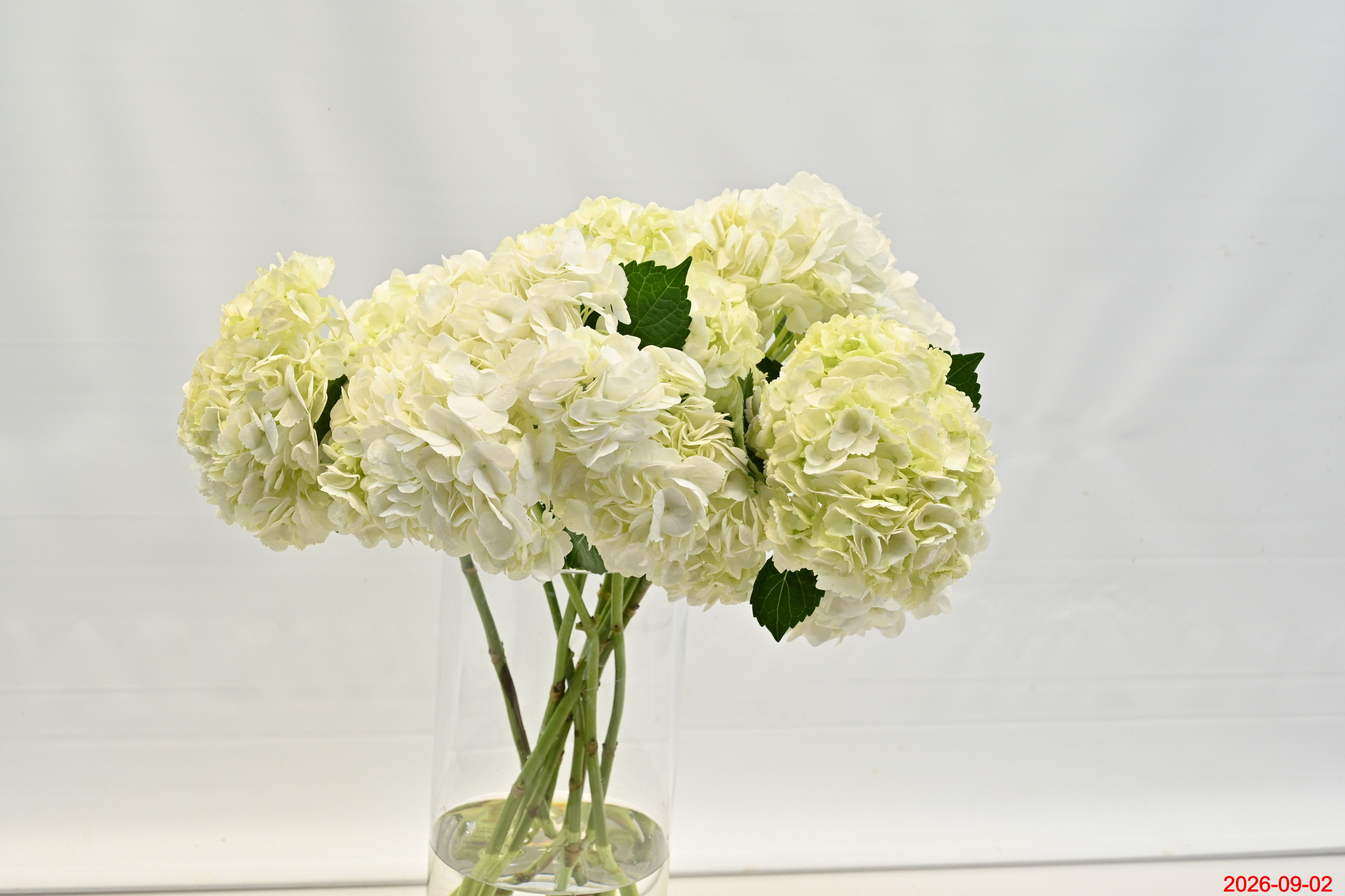 HYDRANGEA S. A. WHITE Small