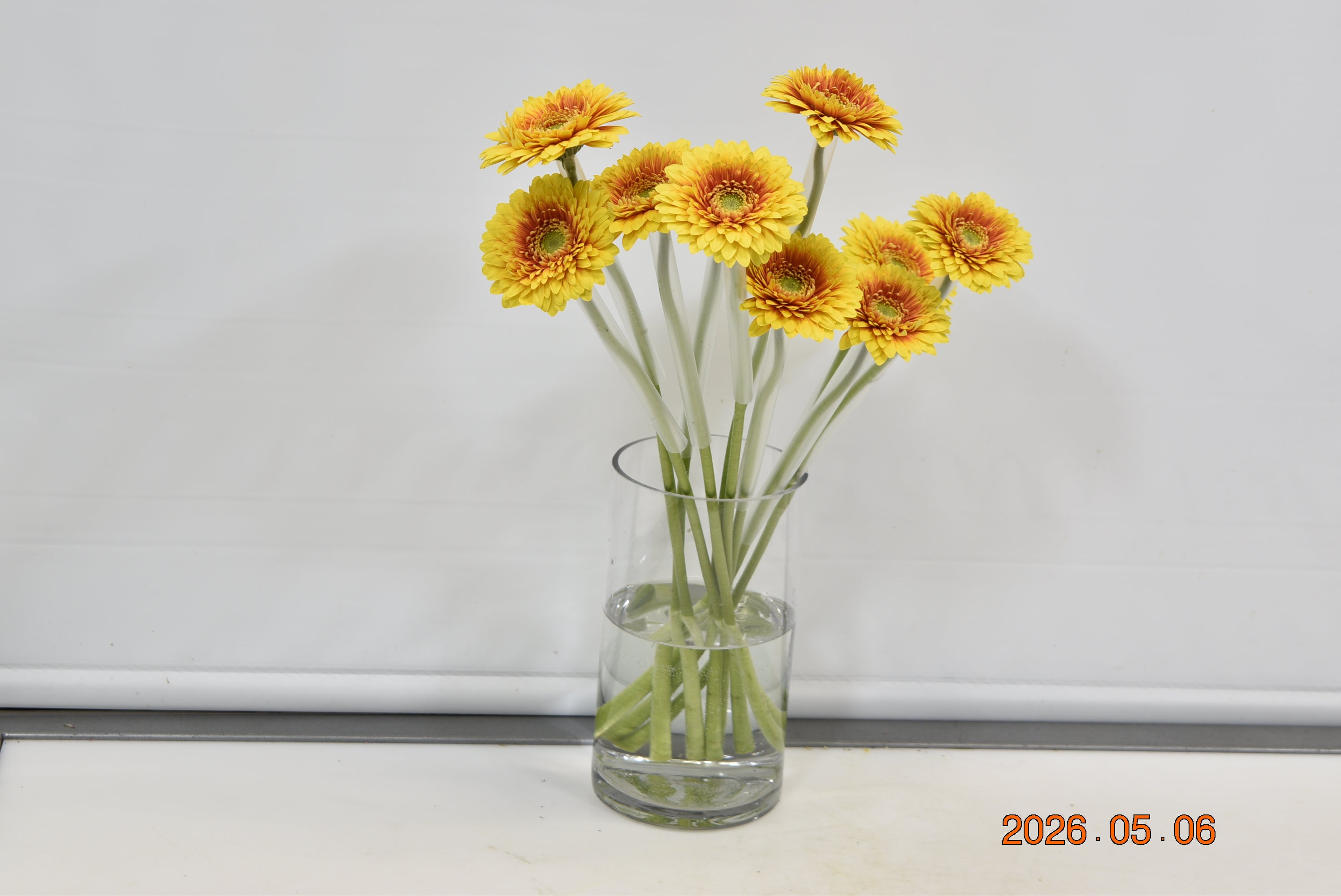GERBERA MINI FREDDY Small