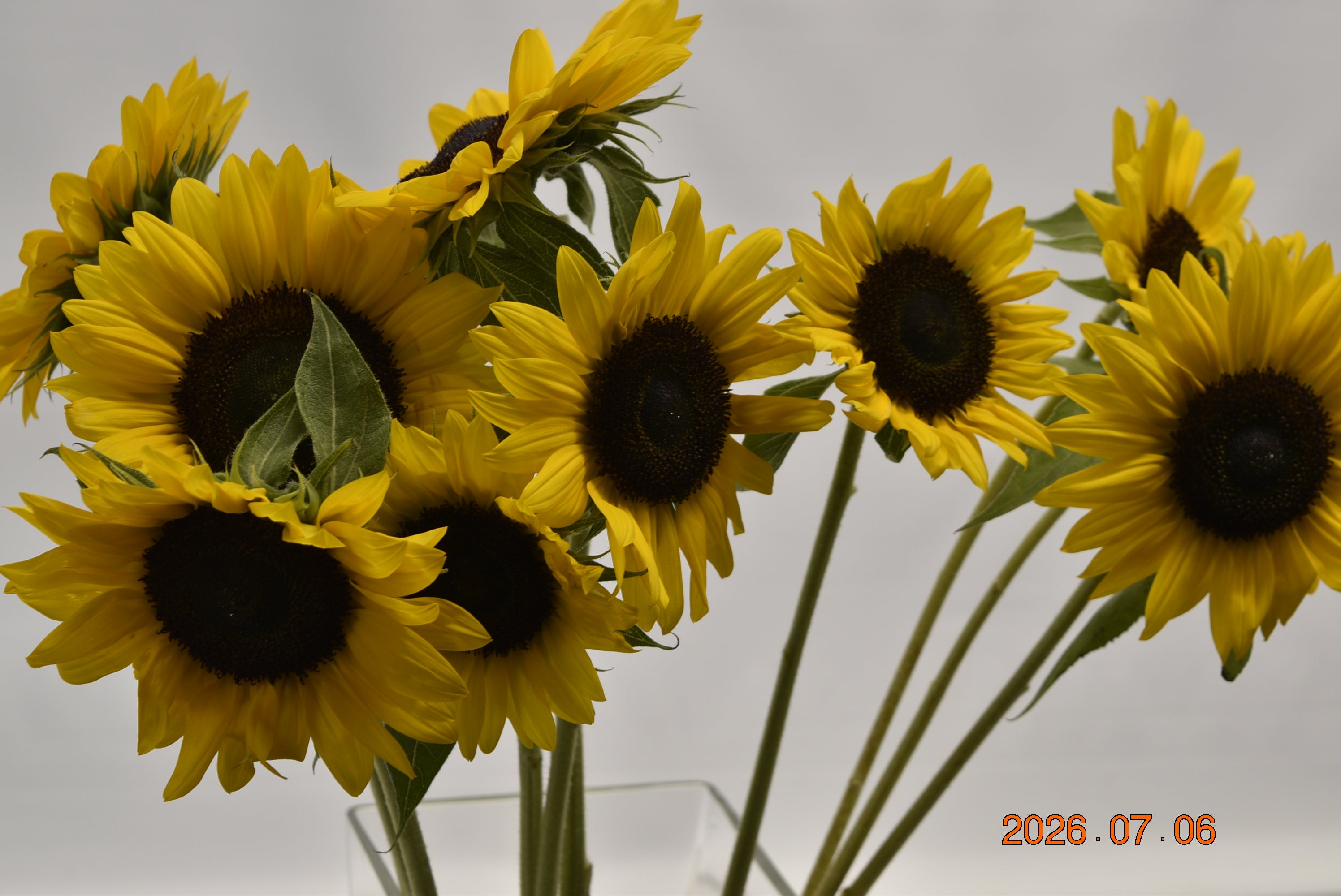 SUNFLOWER ASSORTED Small