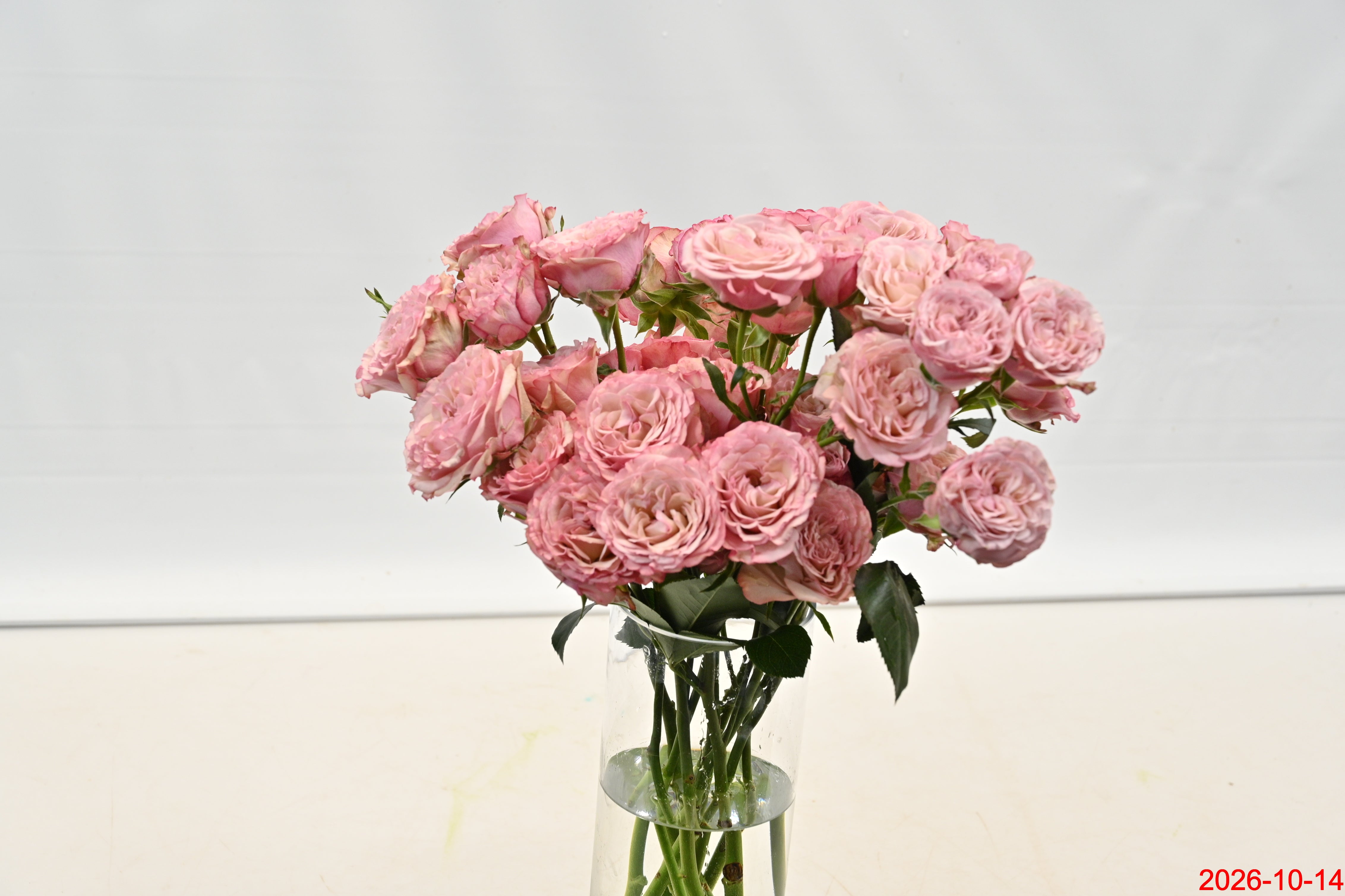 Rose Spray Baby Flow Small