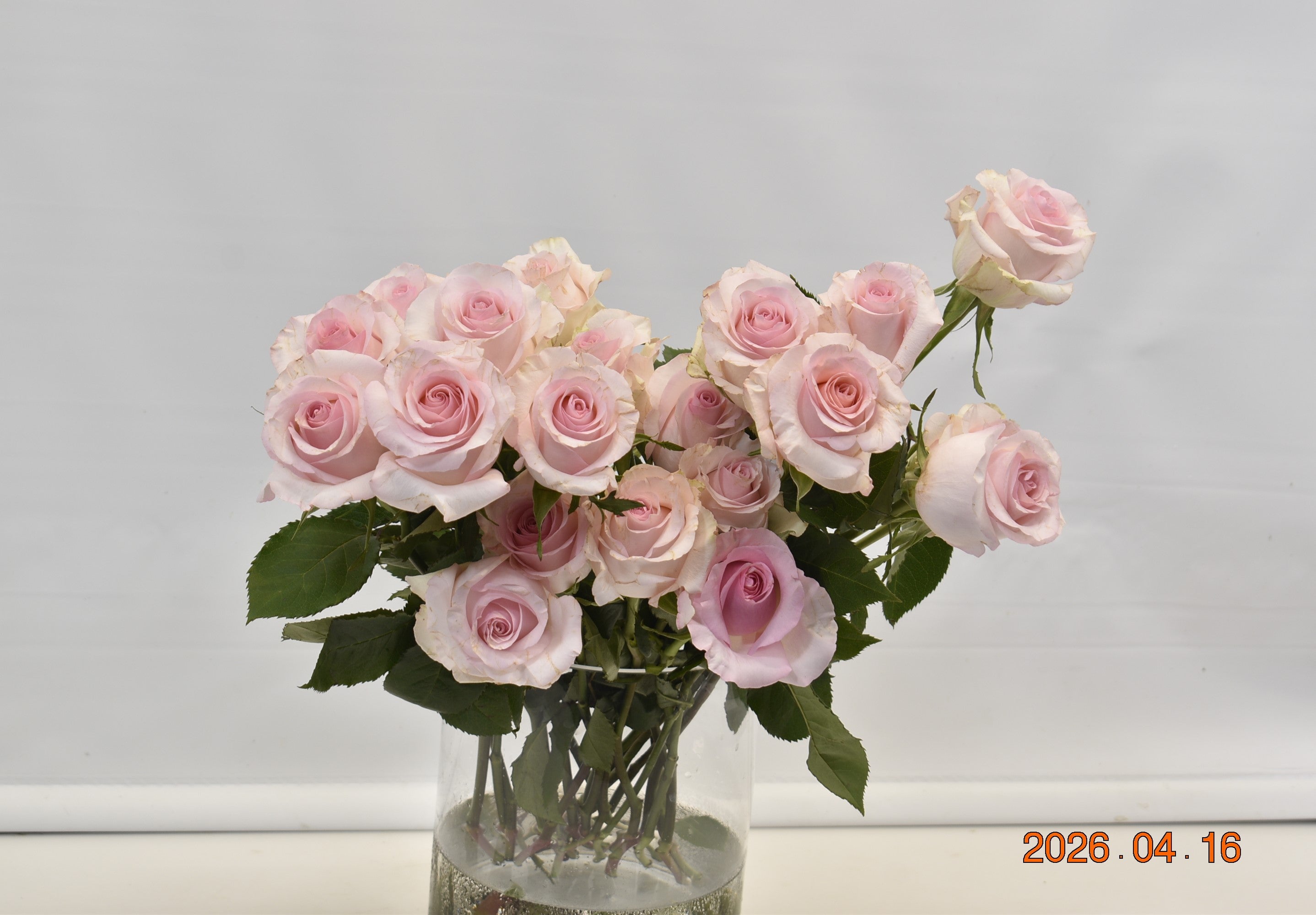 ROSE NENA Small