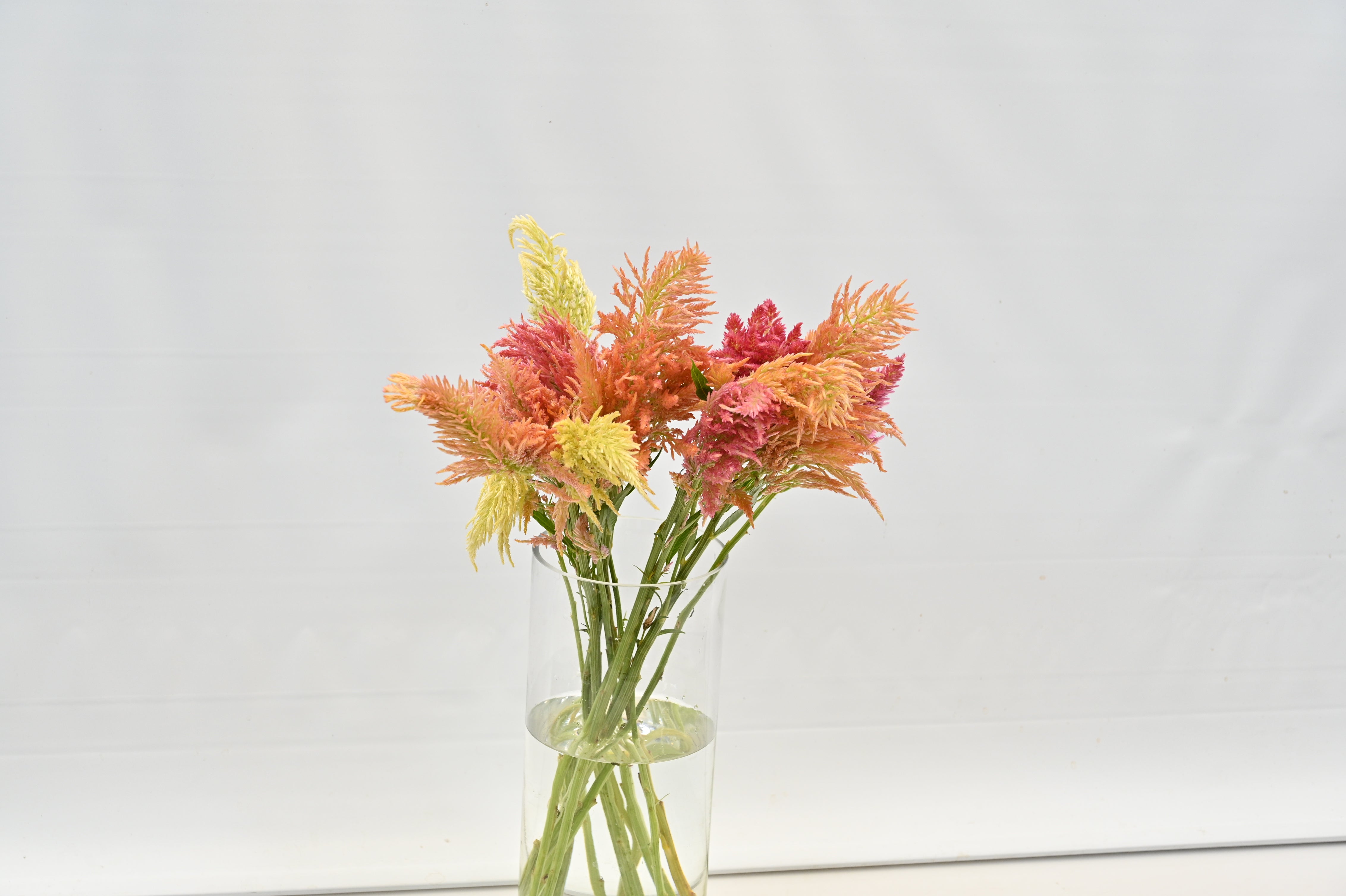 Celosia spicata assorted Small
