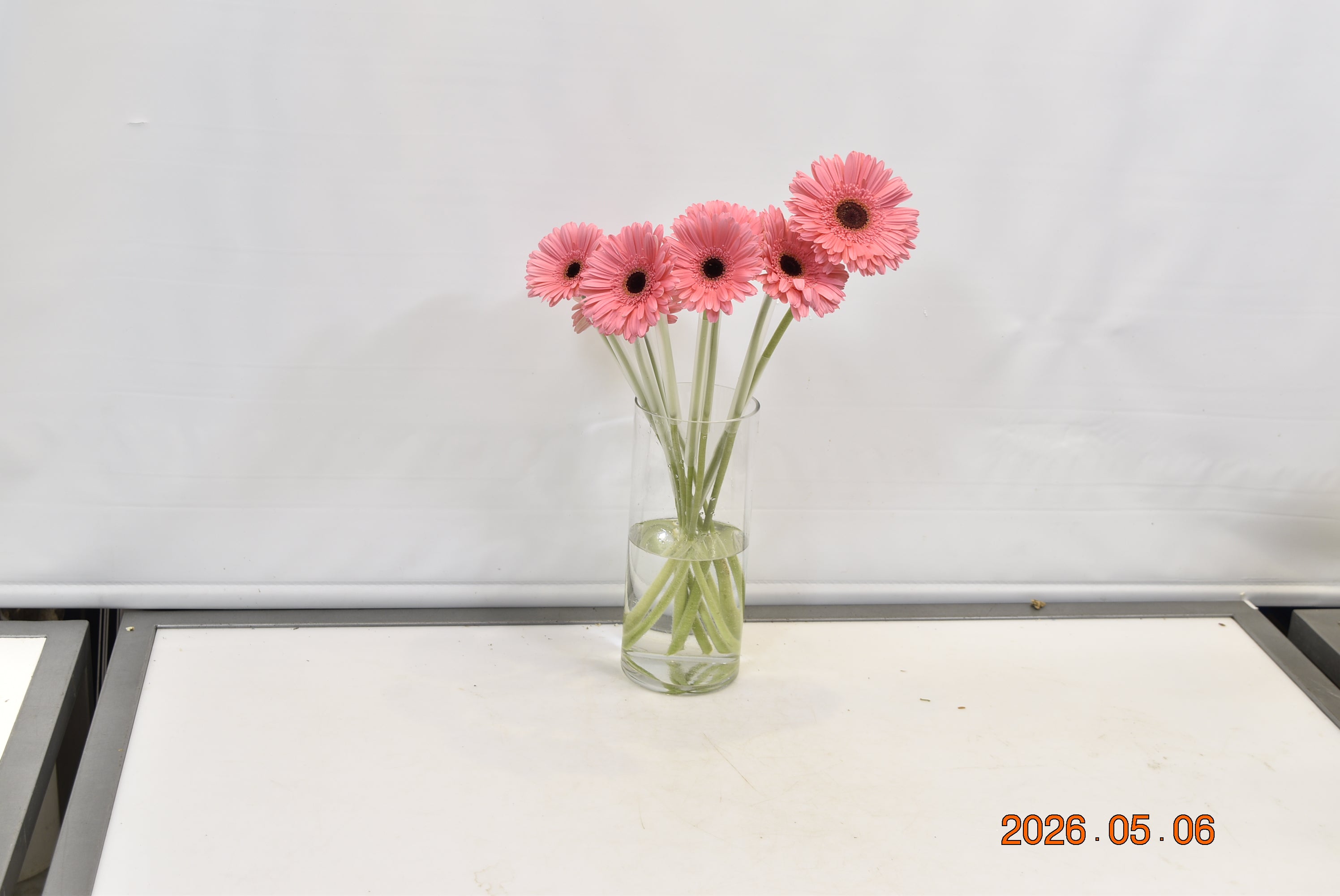 GERBERA PRE INTENZZ Small