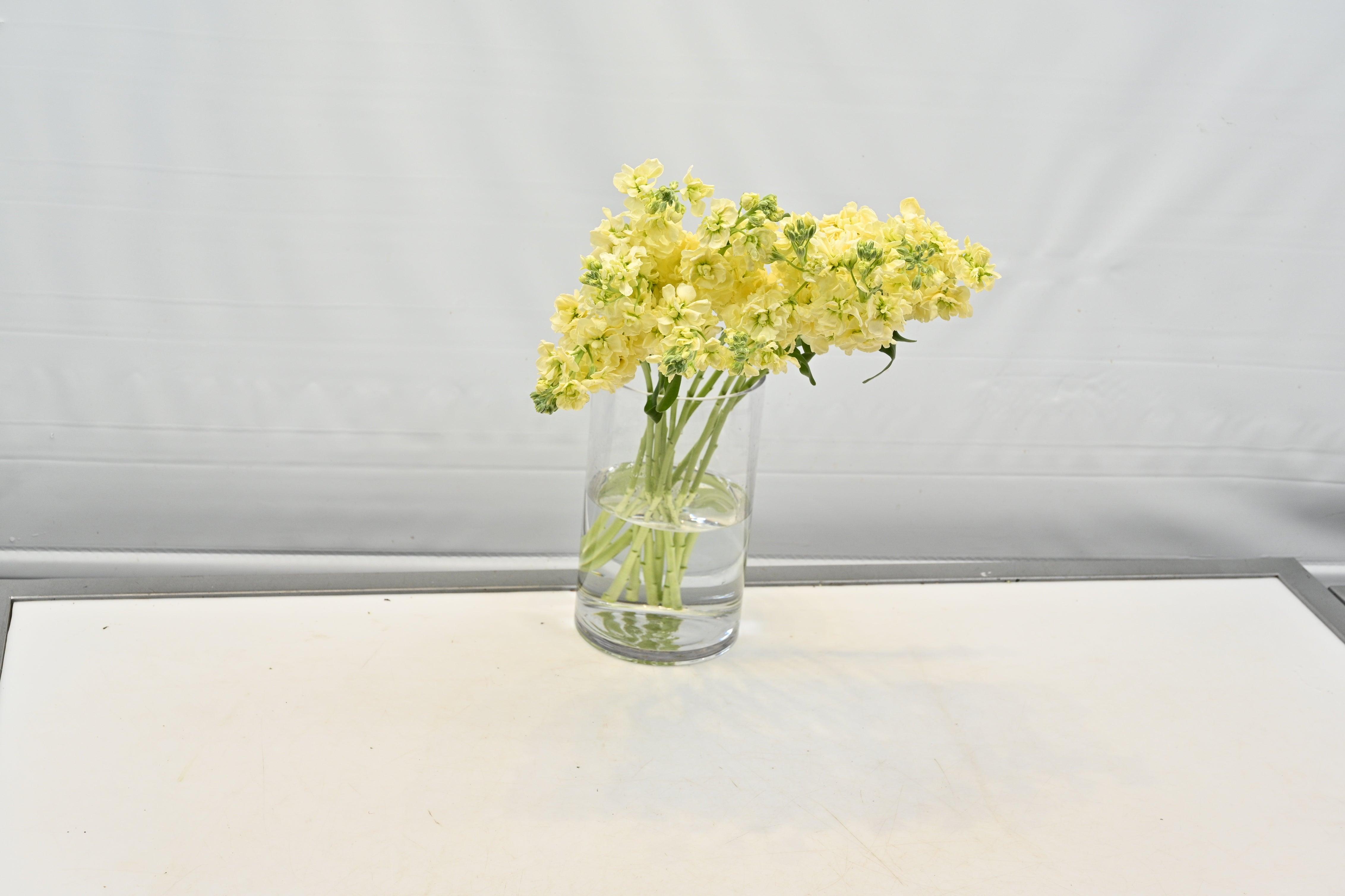 STOCK CREAM Small