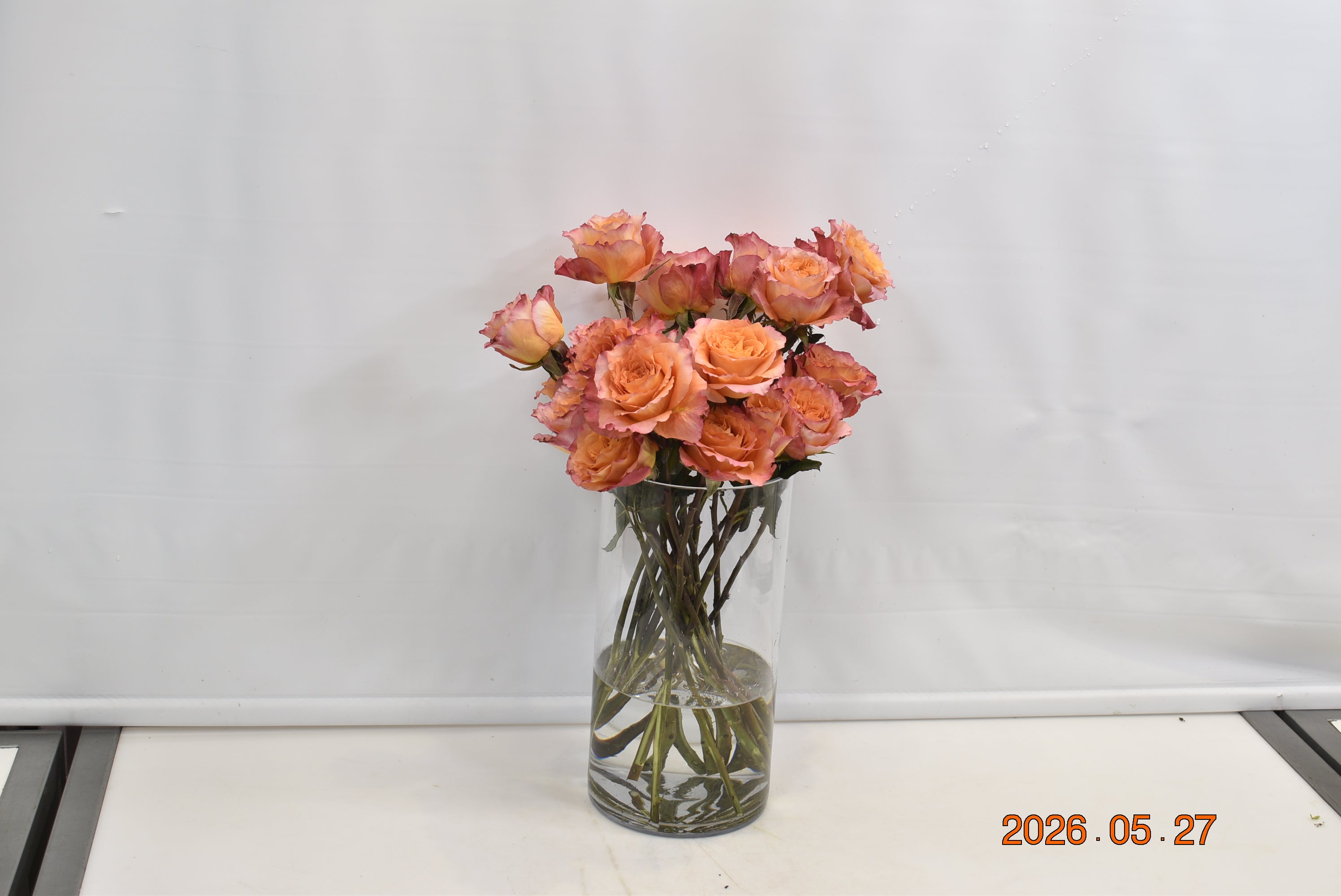 Rose Free Spirit Small