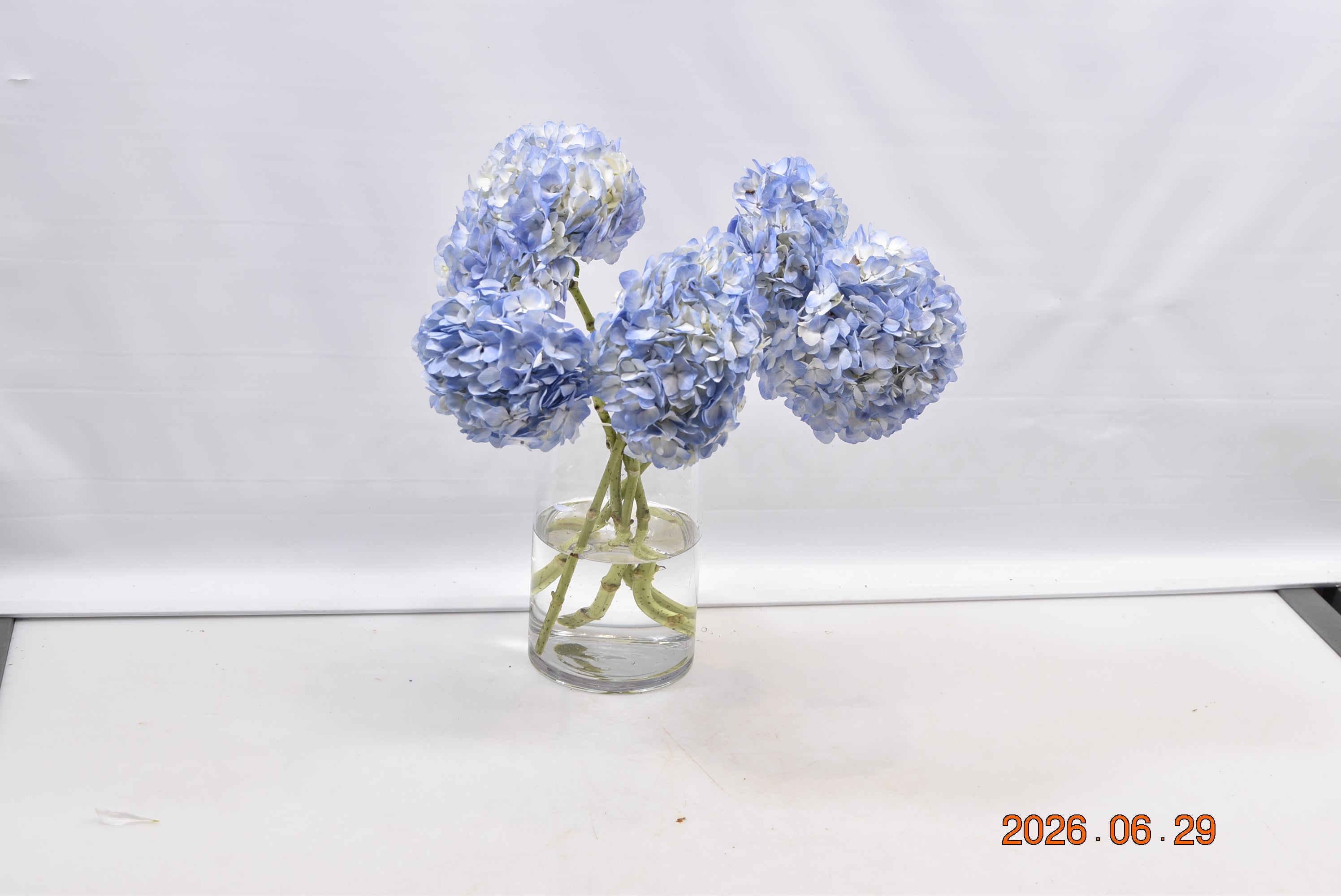 HYDRANGEA S. A. BLUE WHITE Small