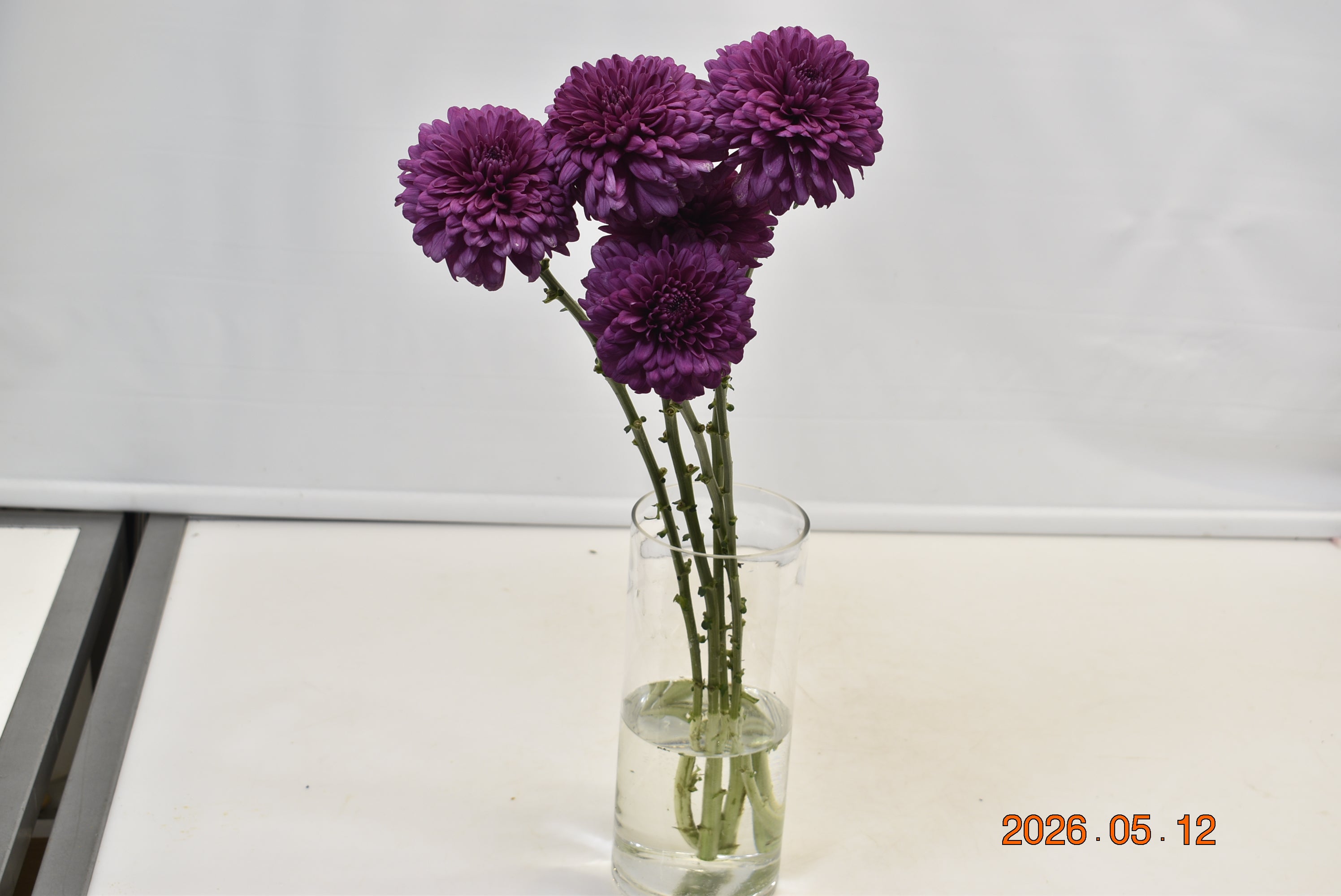 CREMONE PURPLE Small