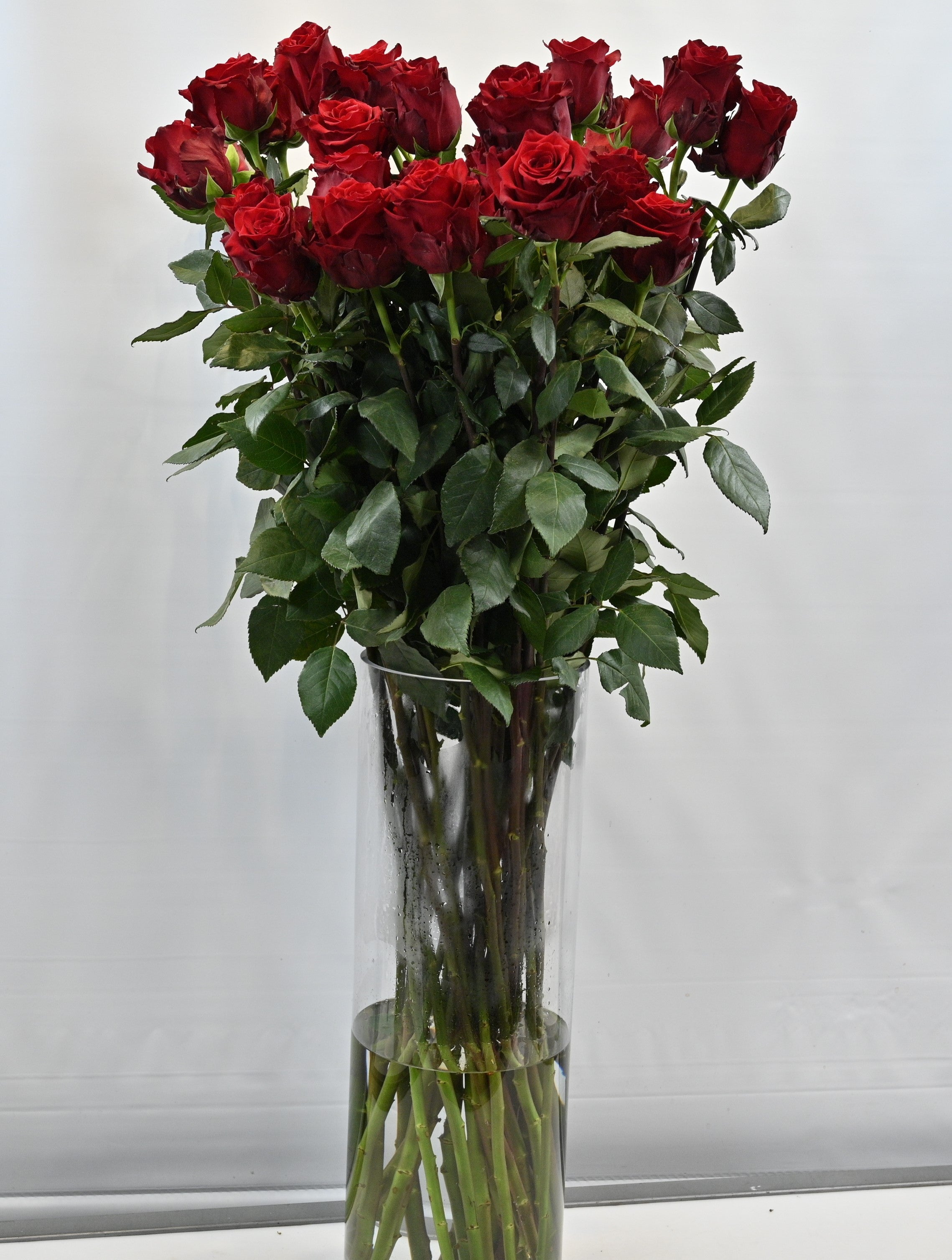 Rose Explorer 100cm Small