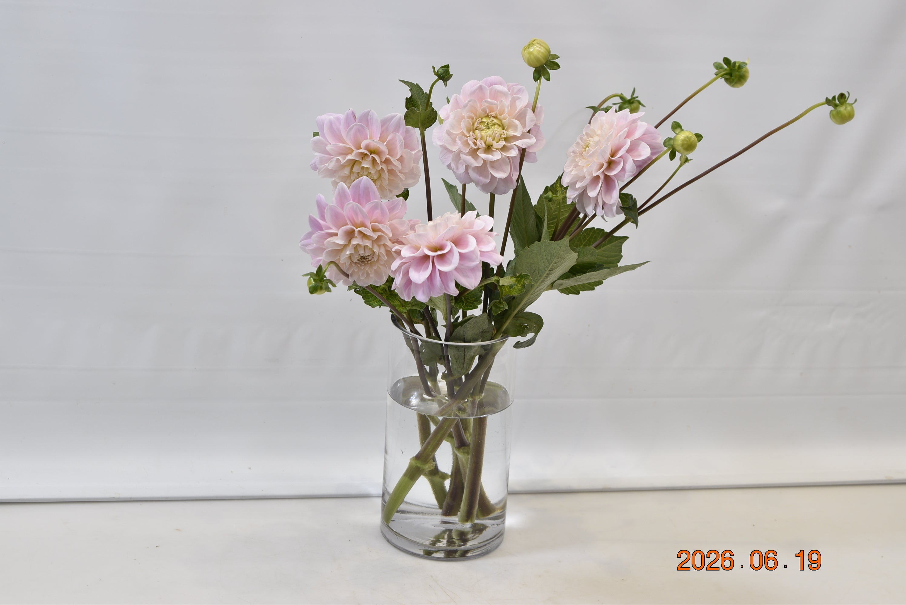 Dahlia Sweet Natalie Small