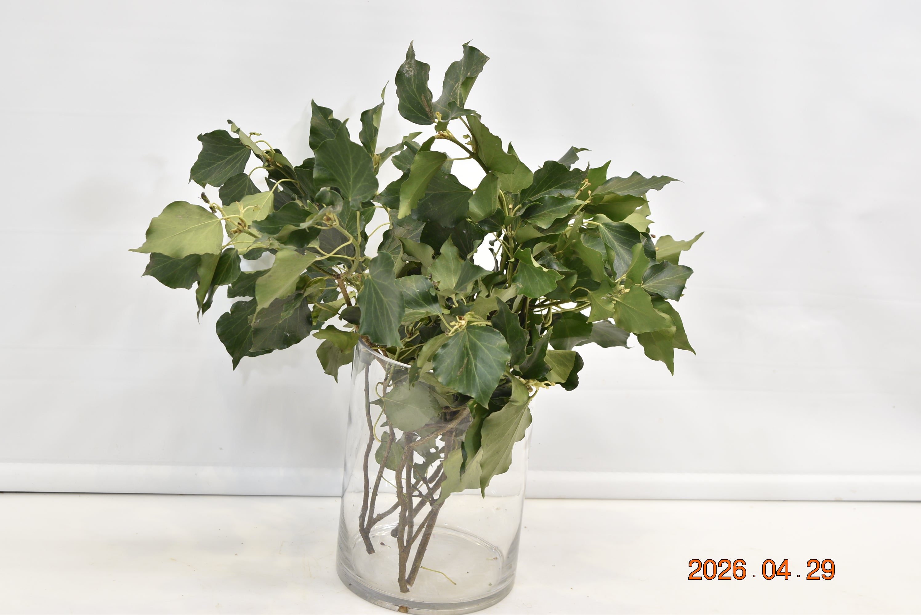 Hedera Helix Arborescens 500g Small