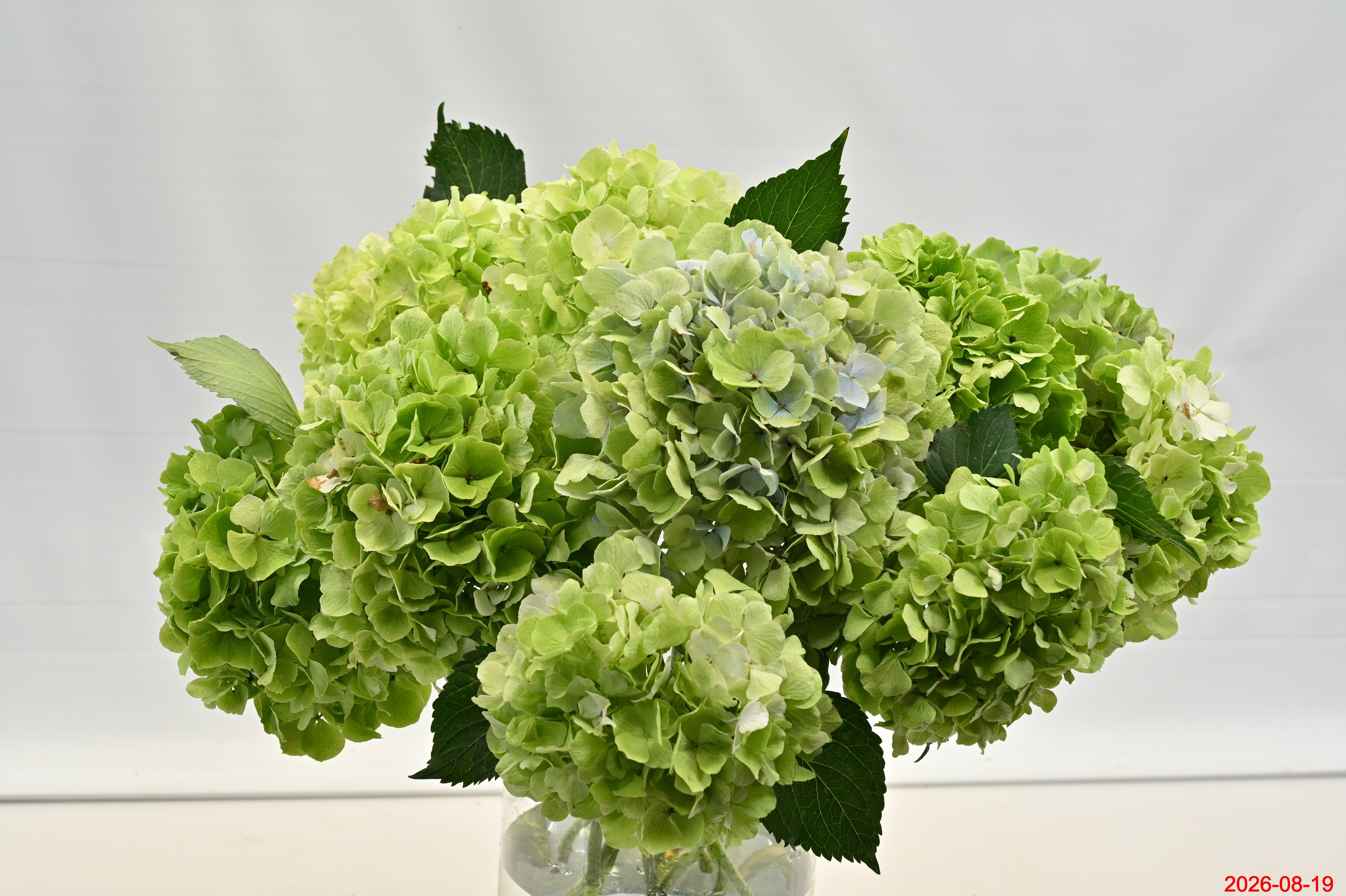 Hydrangea Green Small