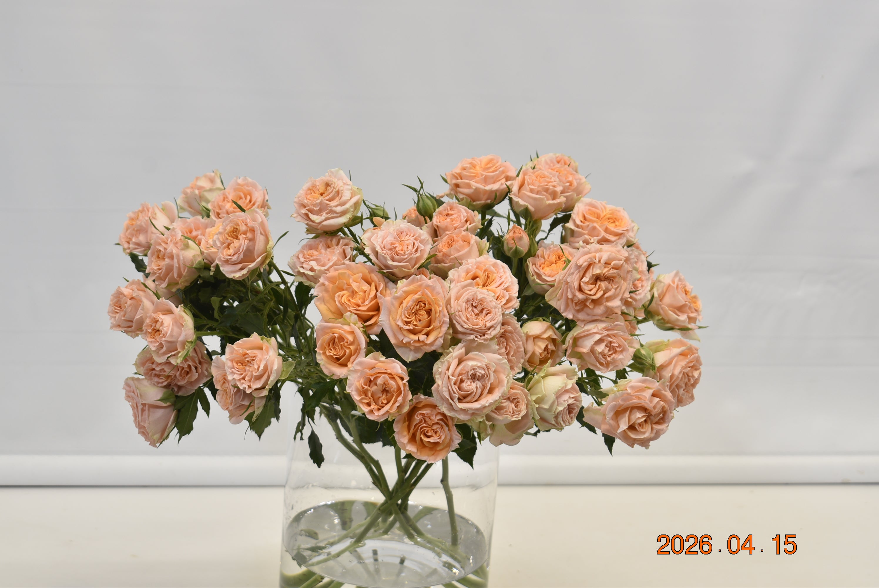 Rose Spray Fibonacci Aureus Small