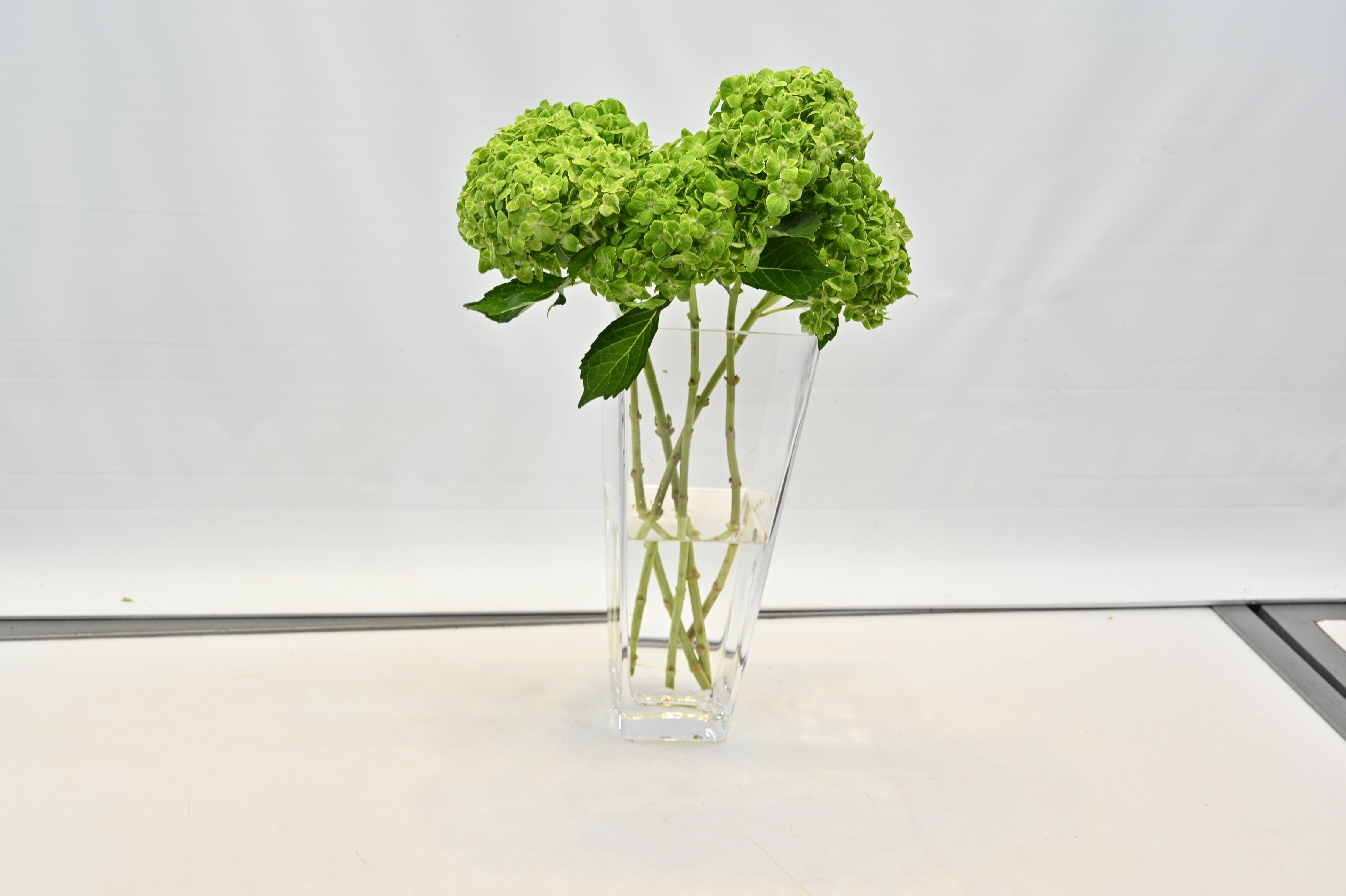 Hydrangea Green Small