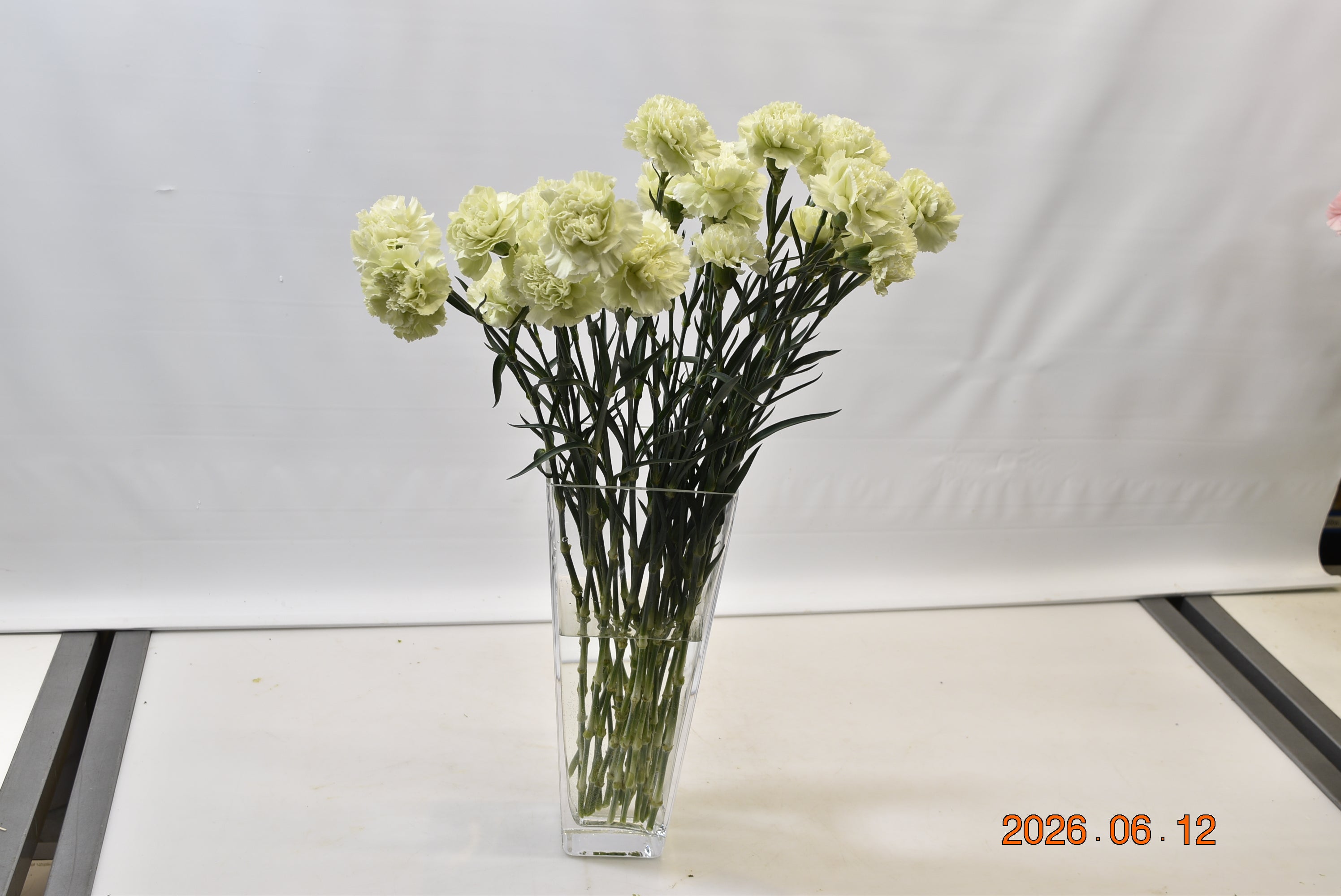 CARNATION PRADO-MINT Small
