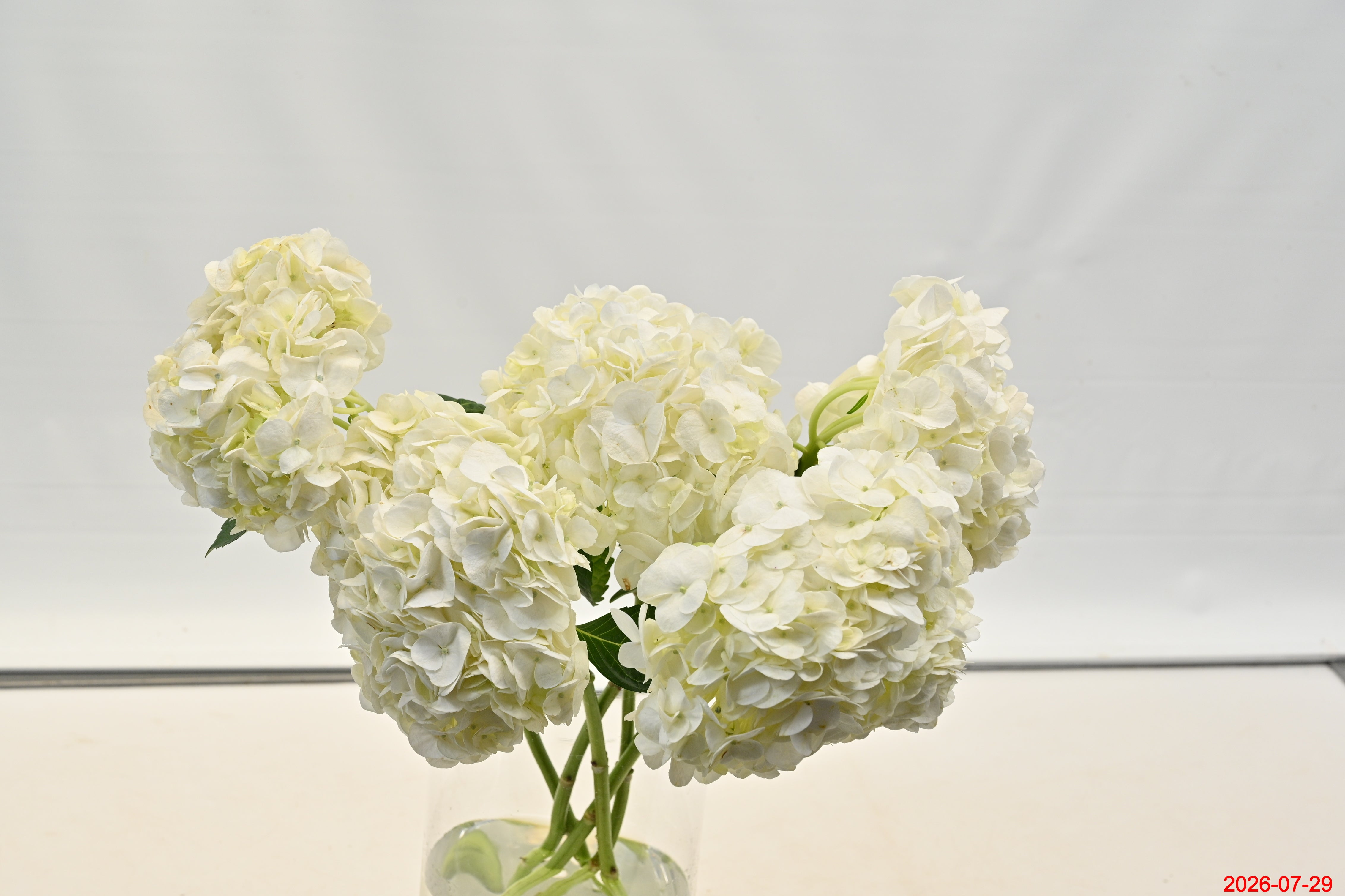HYDRANGEA S. A. WHITE MEDIUM Small