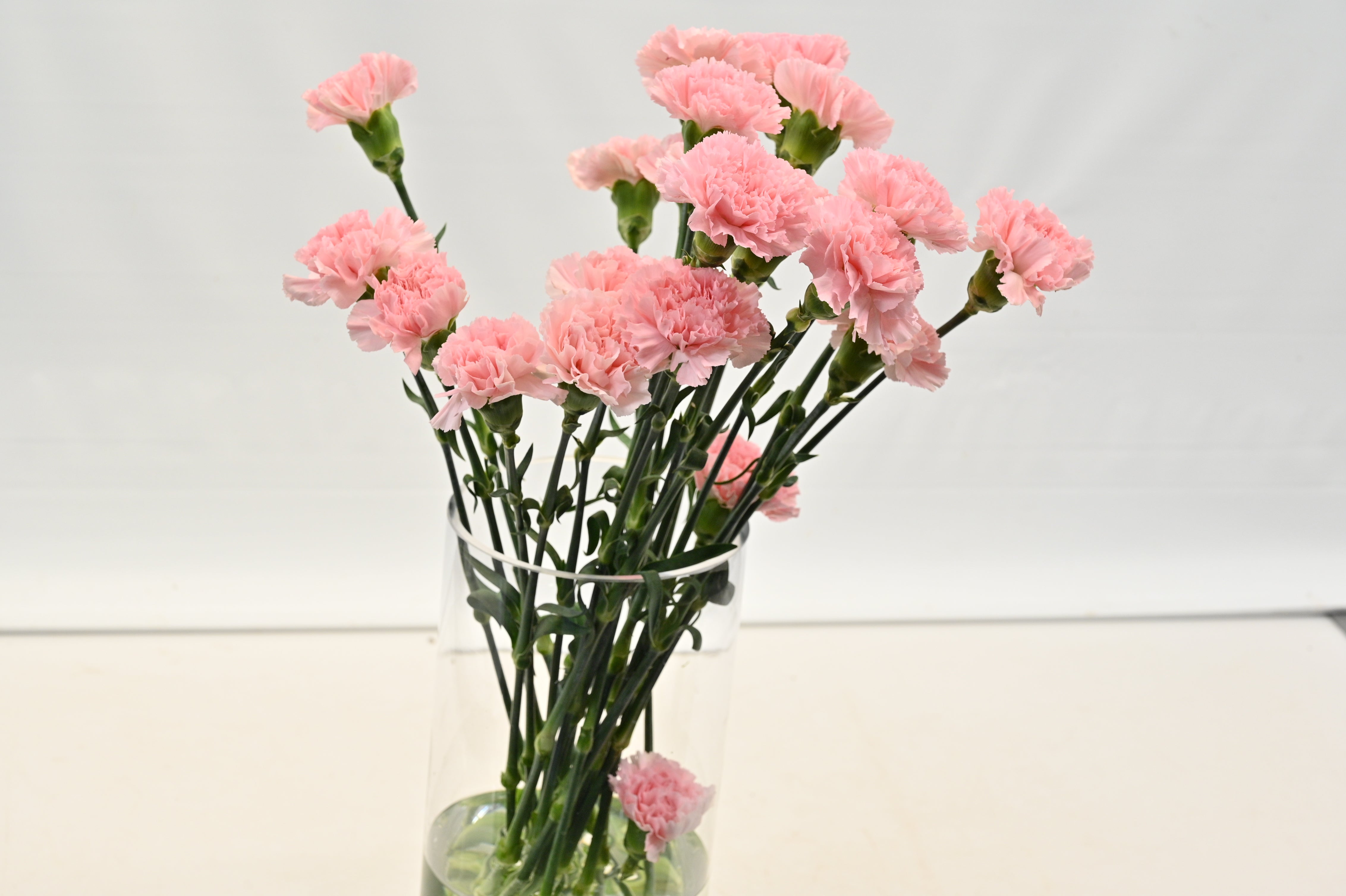 CARNATION DONCEL Small