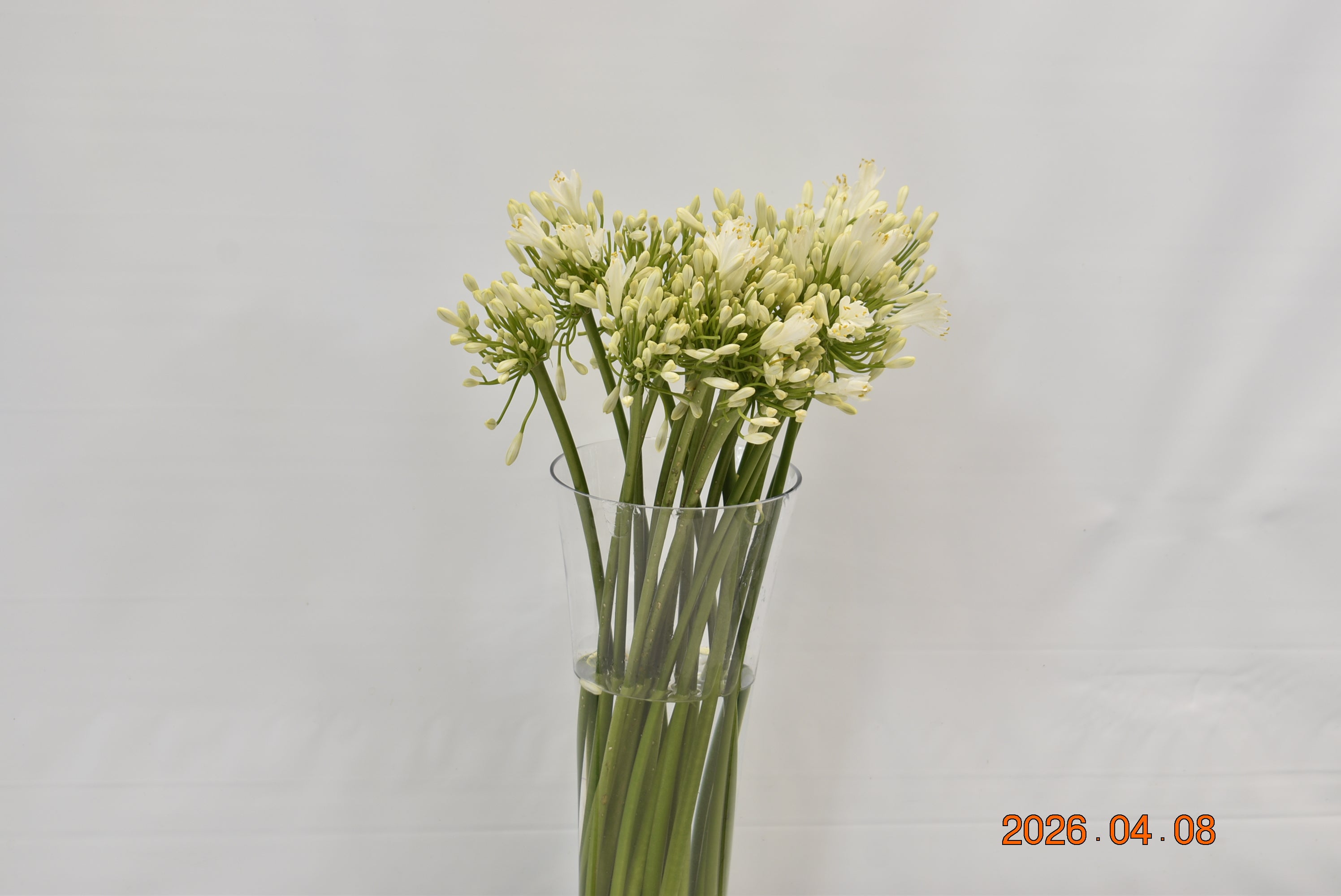 Agapanthus Gletsjer Small