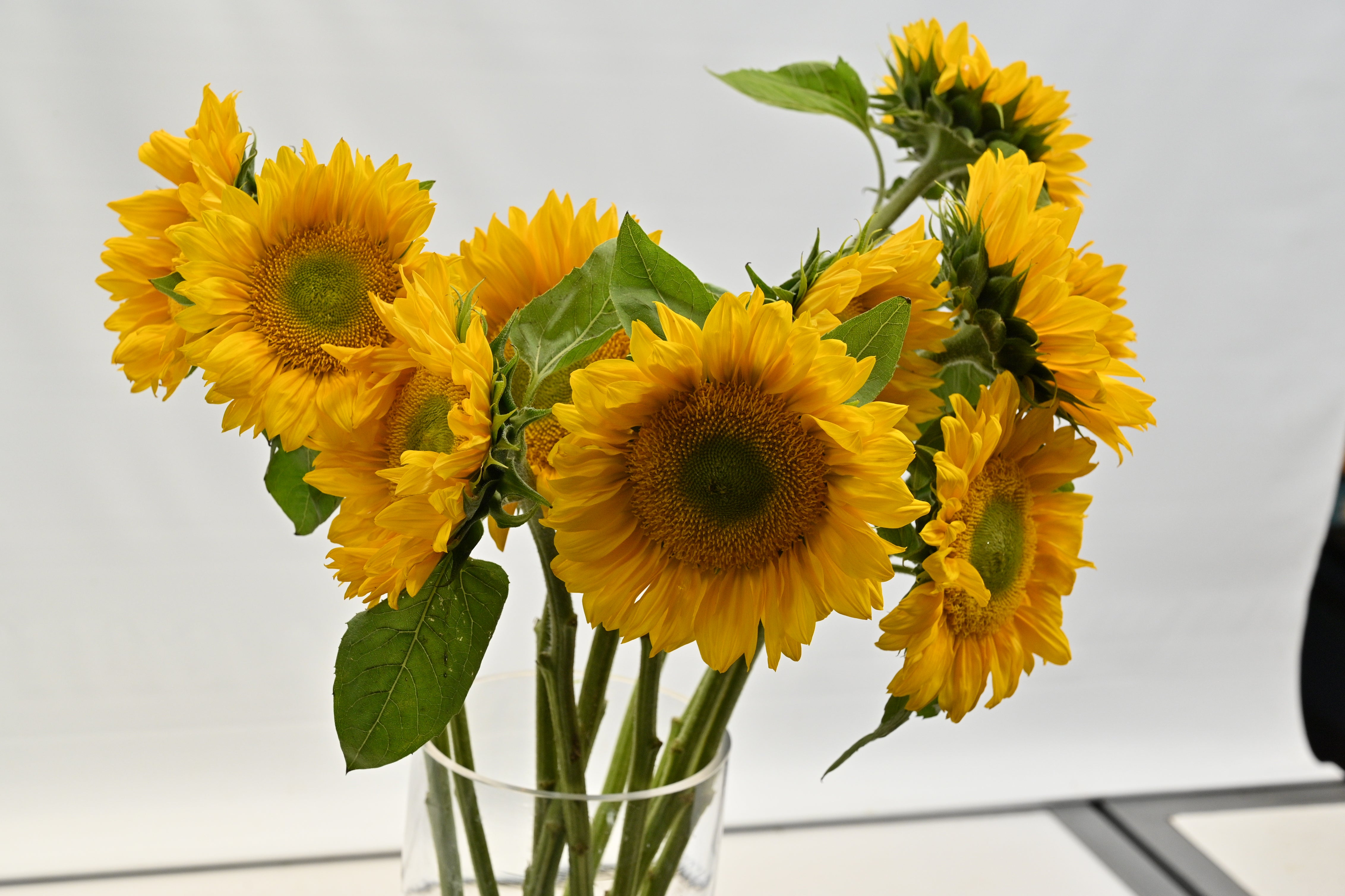 SUNFLOWER ASSORTED Small
