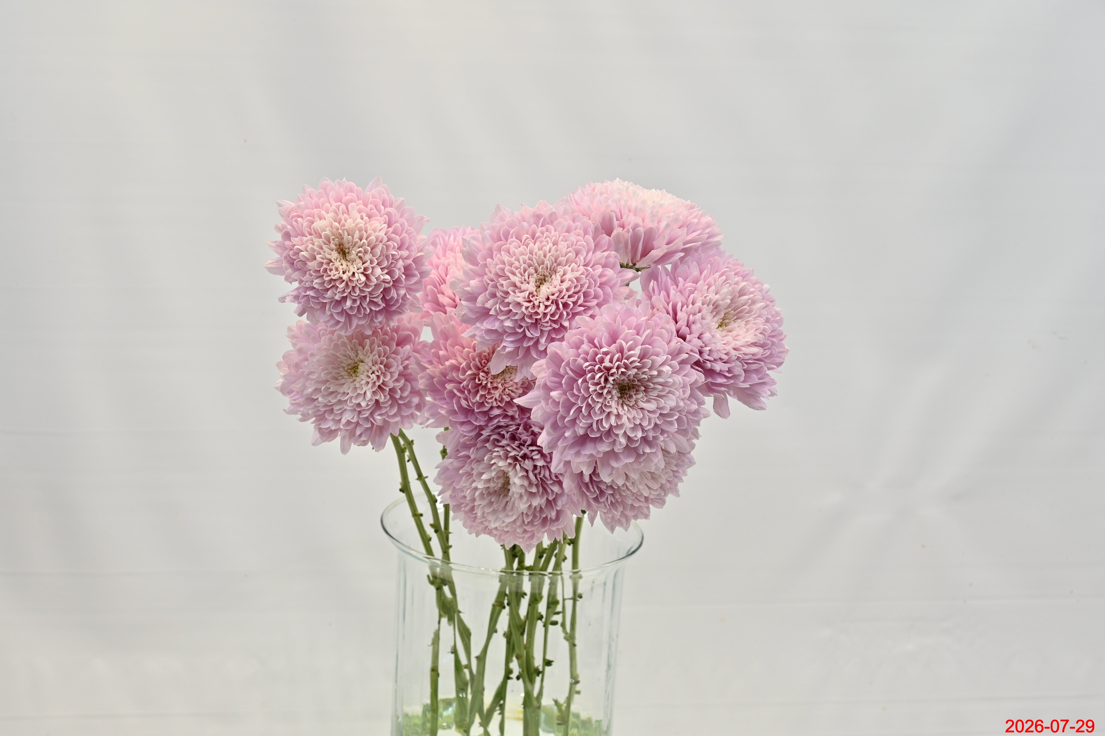 CHRYSANTHEMUM PETRUSHKA POM POM Small