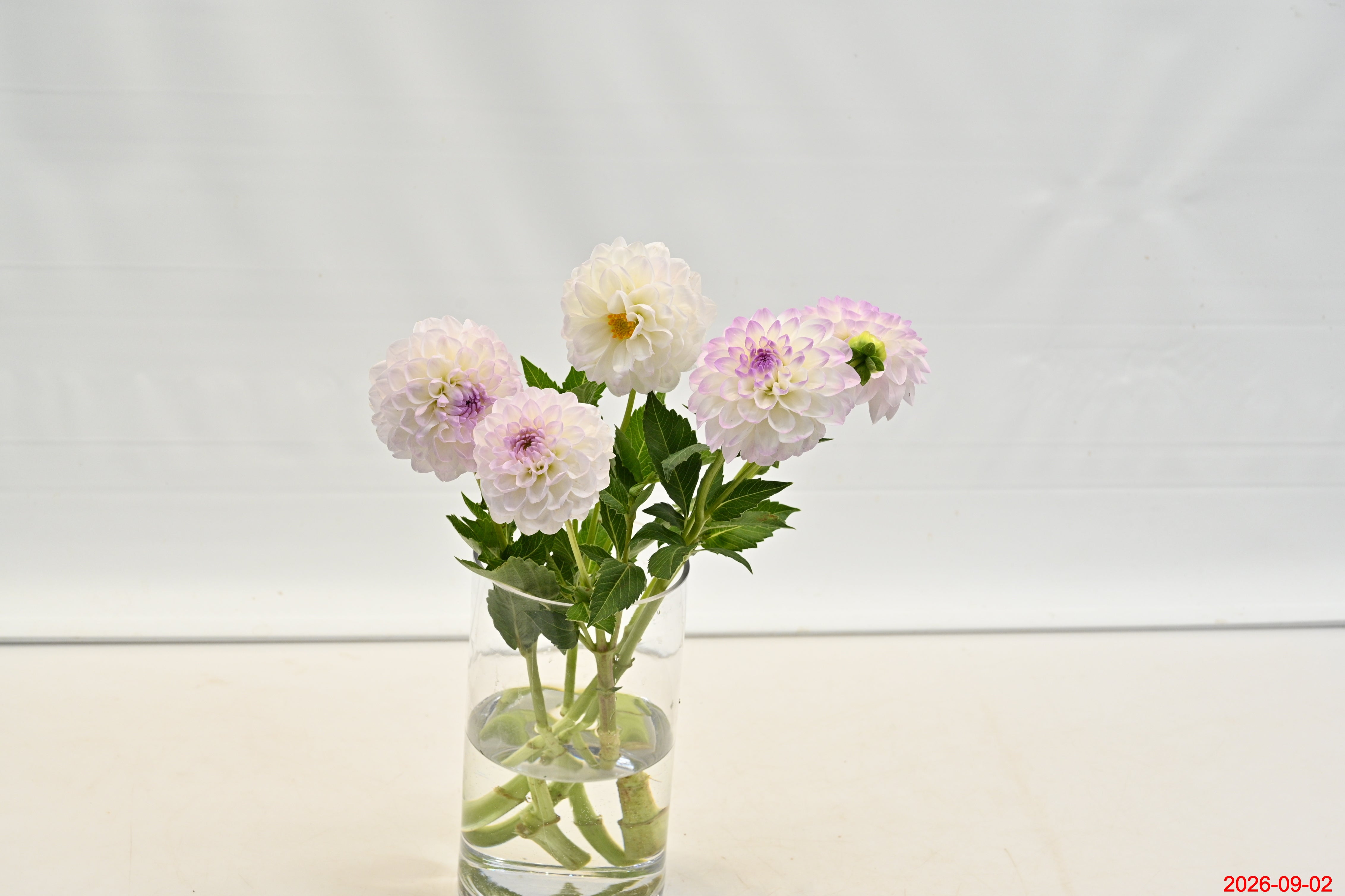 DAHLIA PURPLE Small