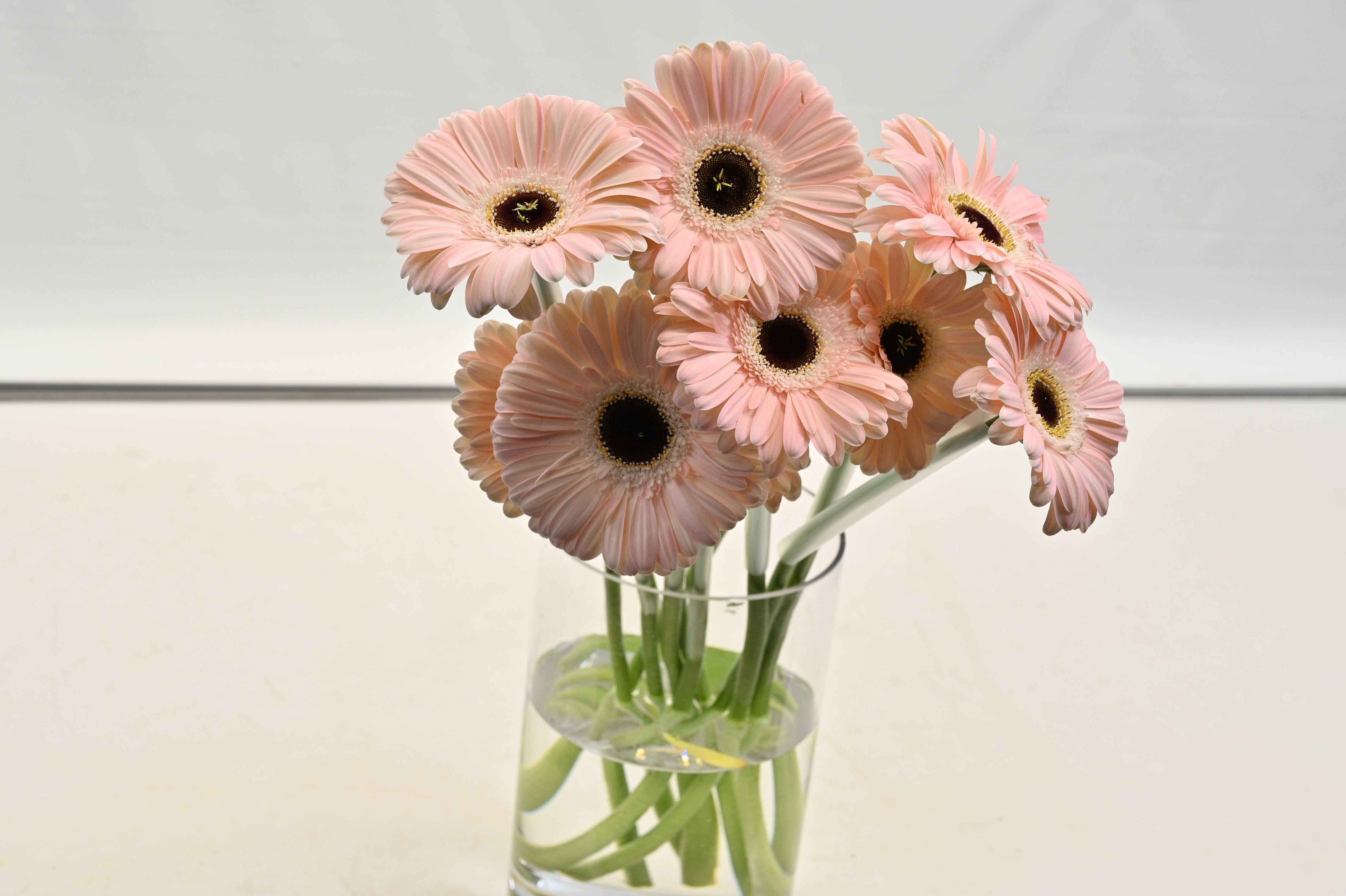 Gerbera Dulcie Small