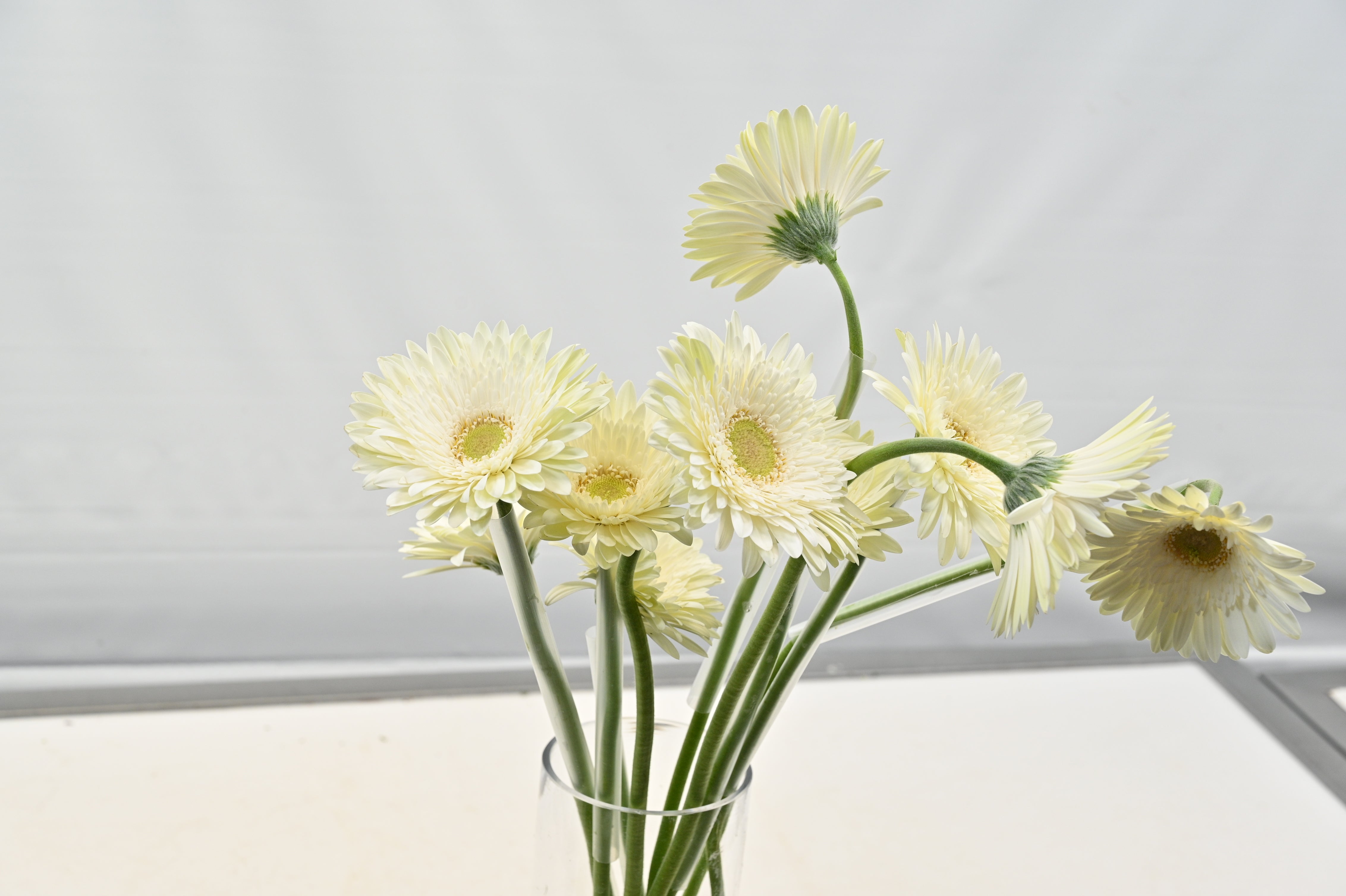 Gerbera Fahrenheit Small