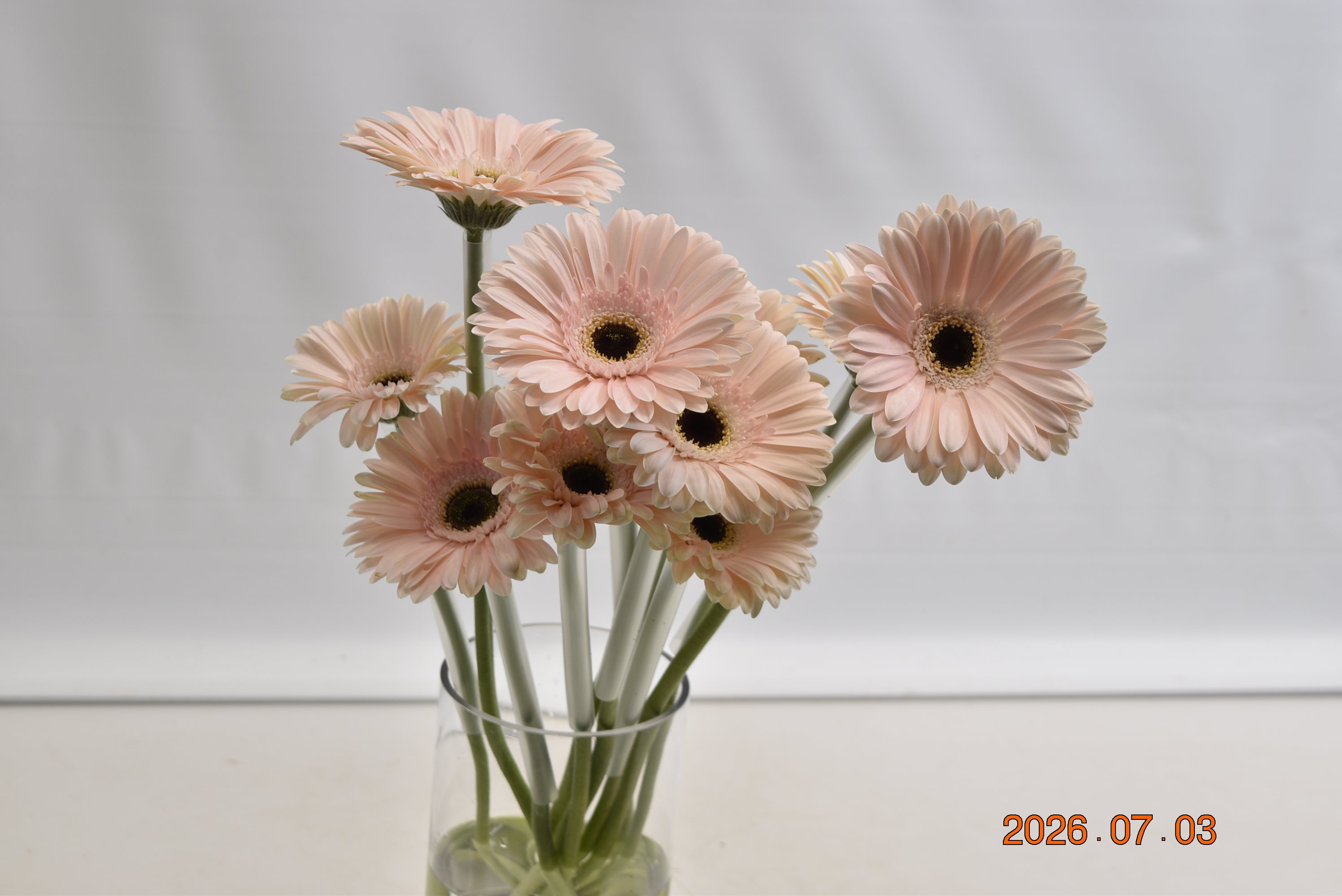 Gerbera Dulcie Small