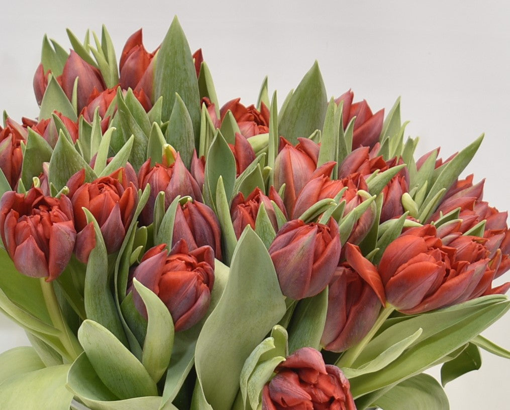 TULIP DOUBLE RED PRINCESS Small