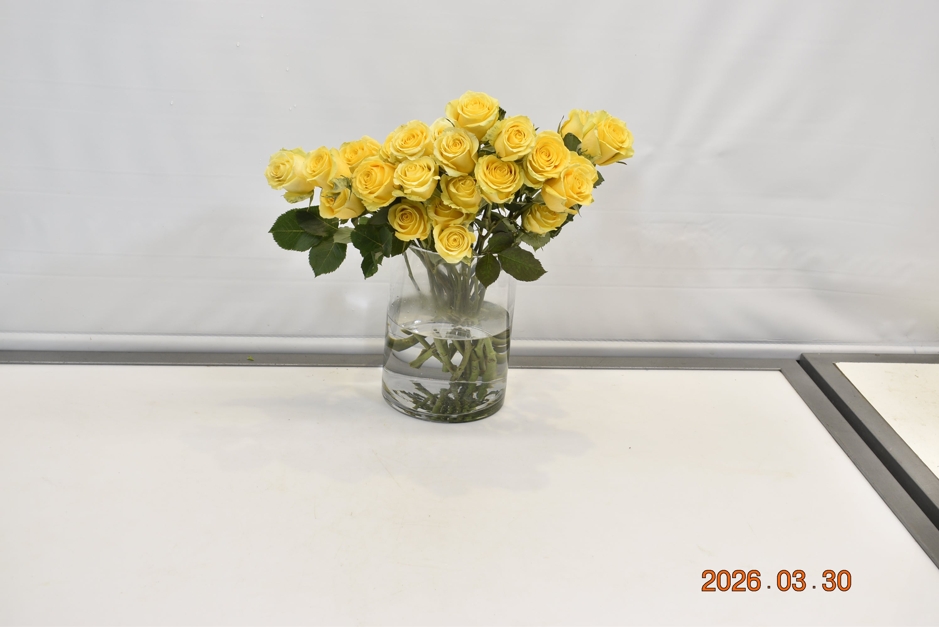 ROSE HIGH & EXOTIC Small