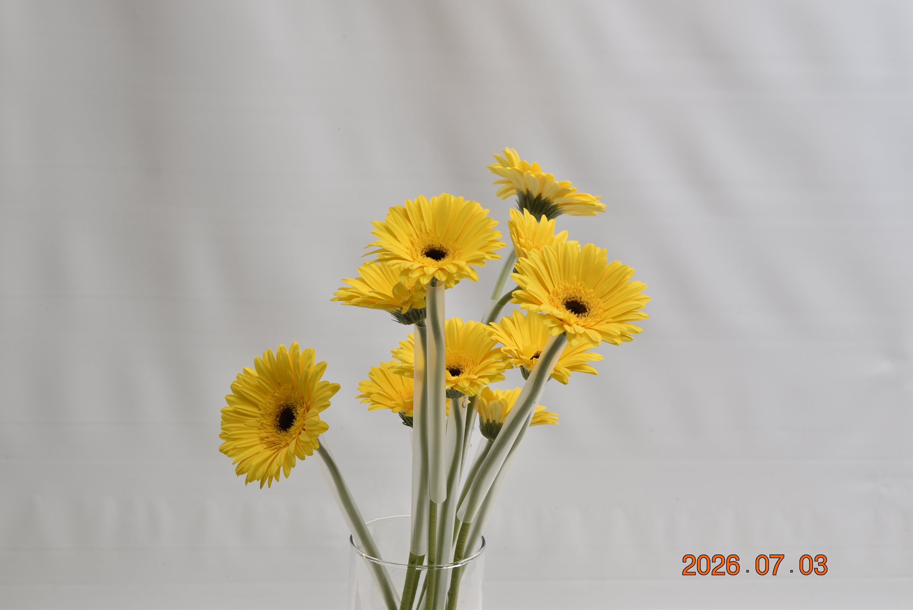 GERBERA MALONE Small