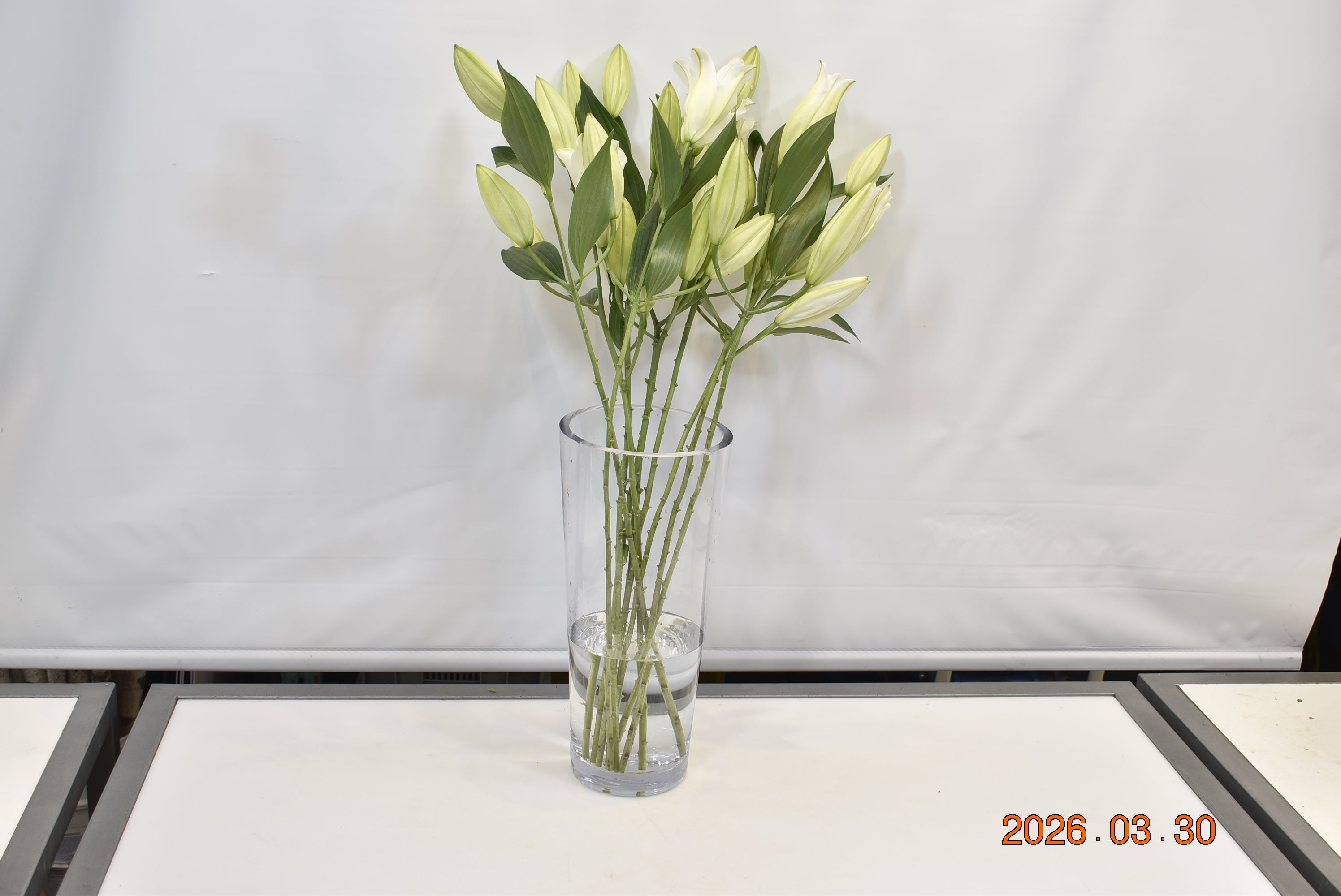 LILY ORIENTAL WHITE 2/3 Small
