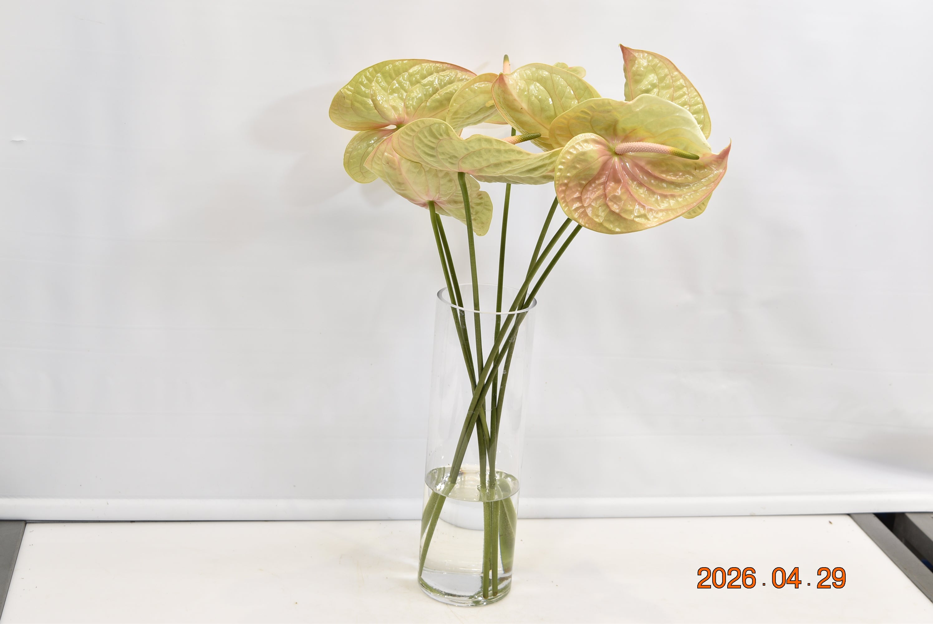 Anthurium Cognac Small
